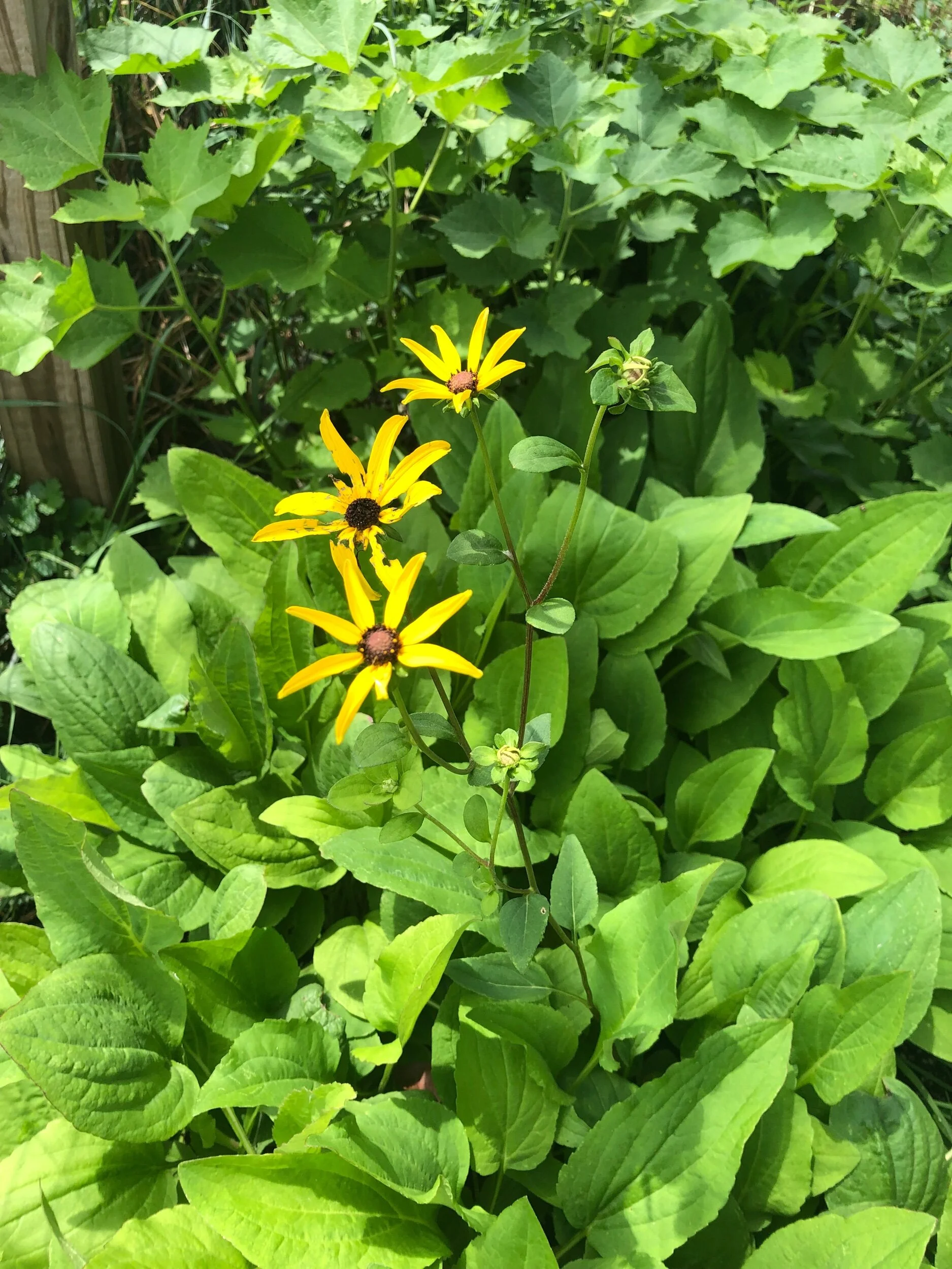 16058E94-0903-4E4C-94A7-786E542F9C61