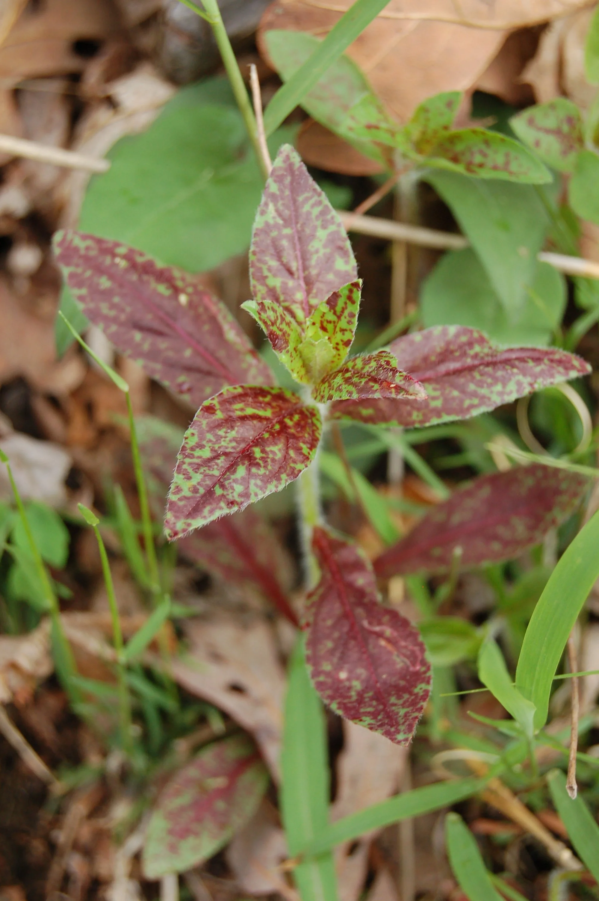 Oenothera tetragona buffalo mt.JPG