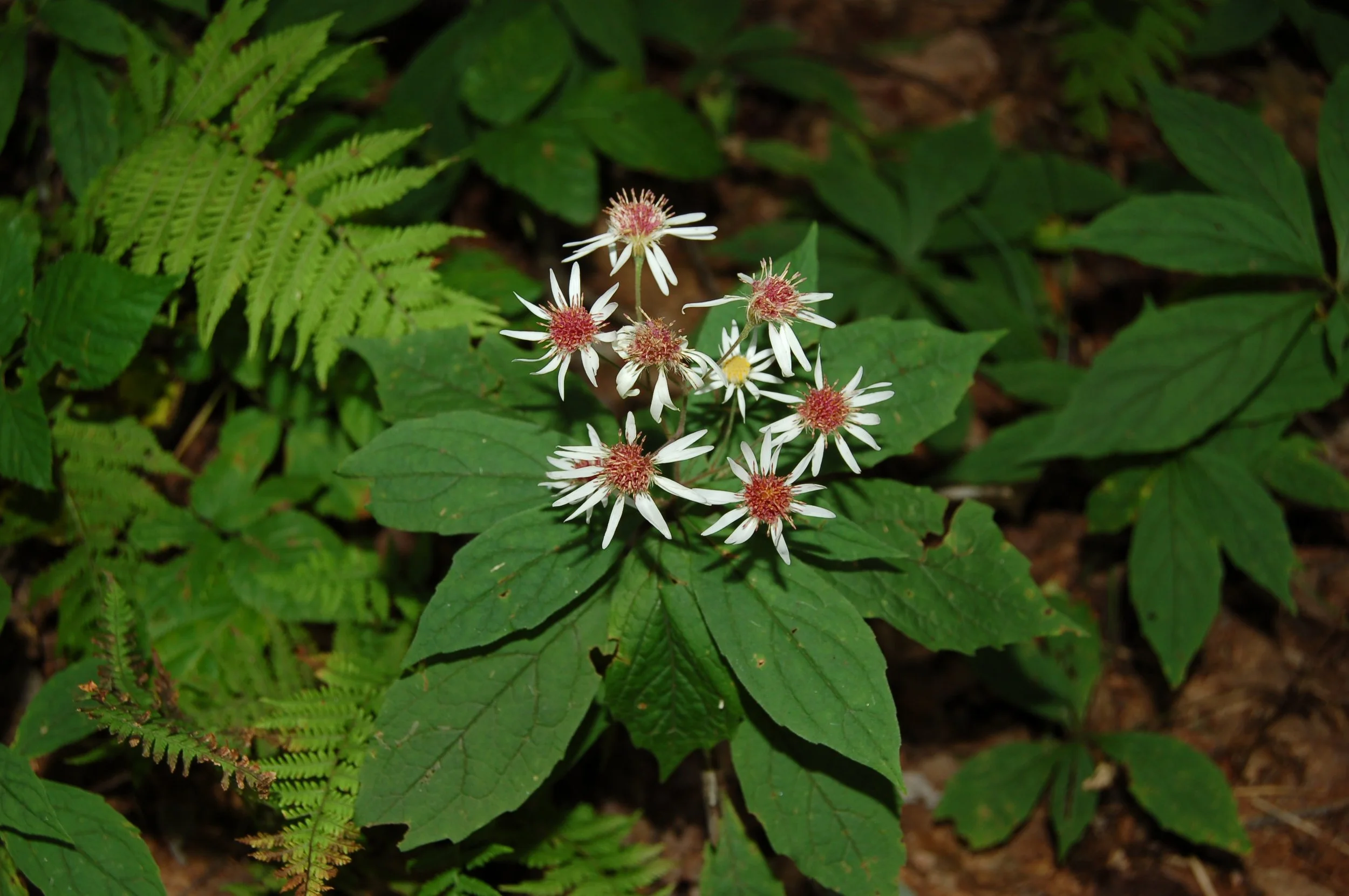 Oclemena acuminata (2).JPG