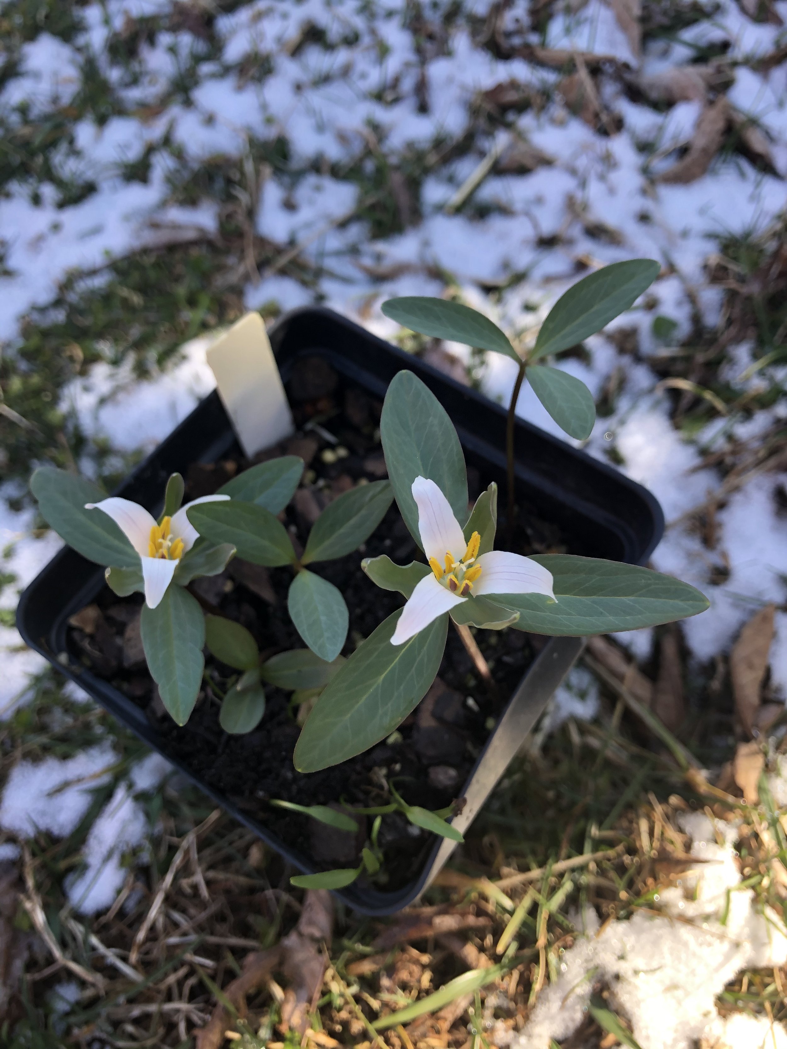 Trillium pusilum.jpg
