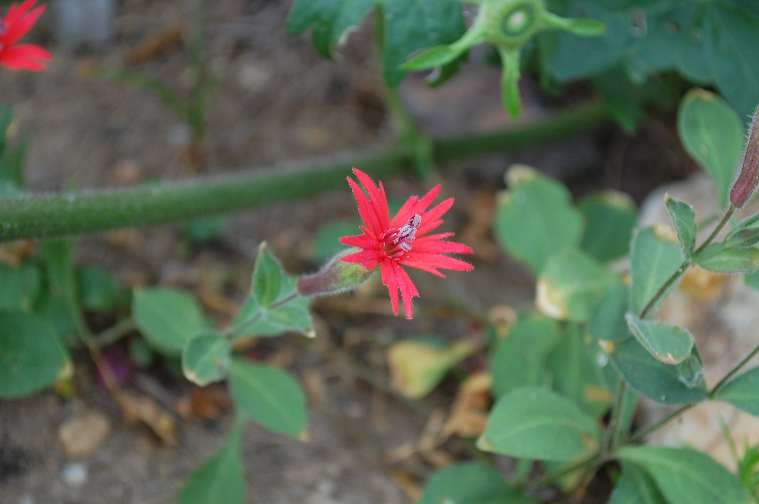 Silene rotundifolium (3).JPG