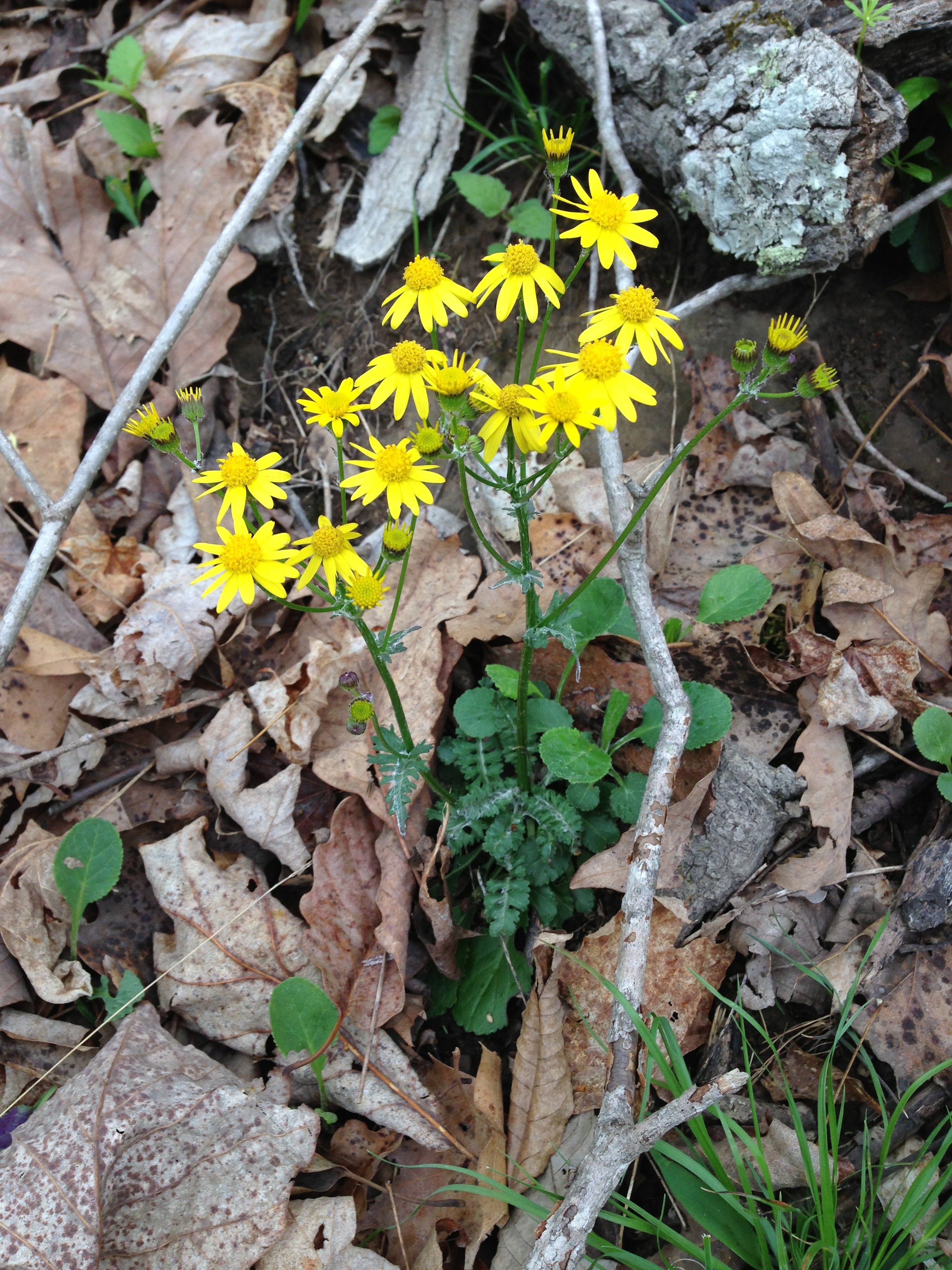 Packera obovata (1).JPG
