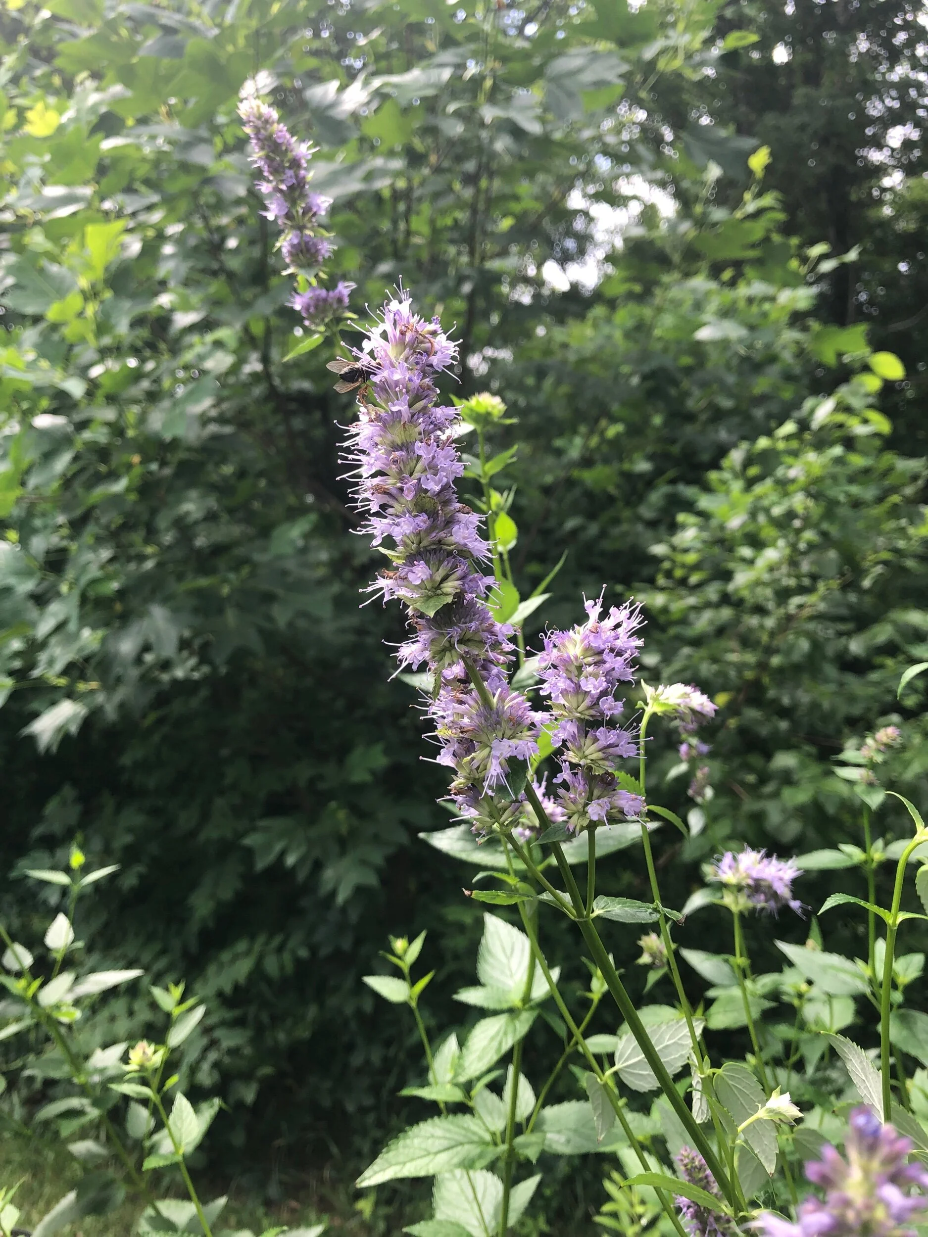 B32F12E5-7435-4F10-BBA7-53E2B2DA4F0C