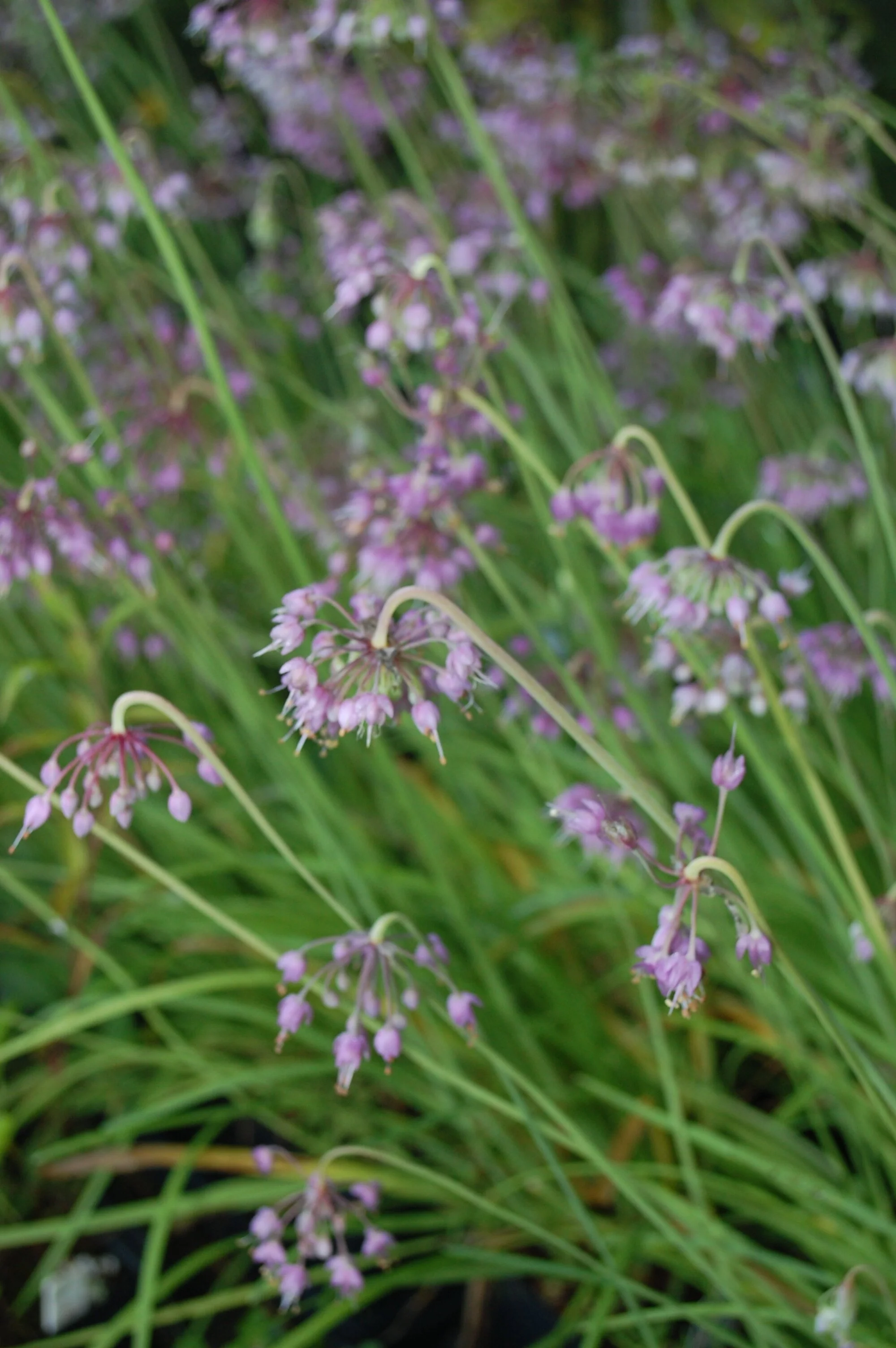 Allium+cernuum+%281%29.jpg