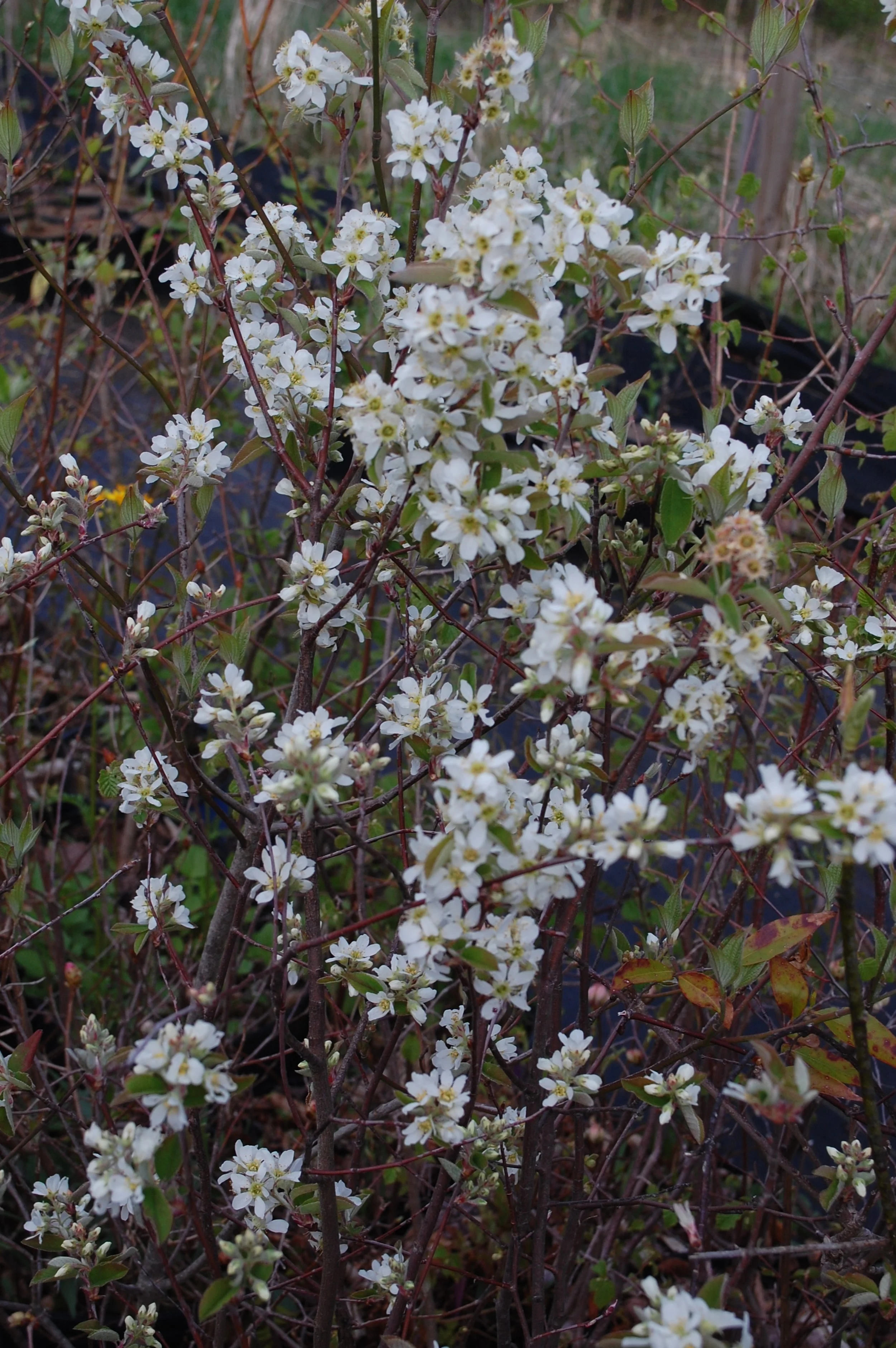 Amelanchier sanguinea.JPG