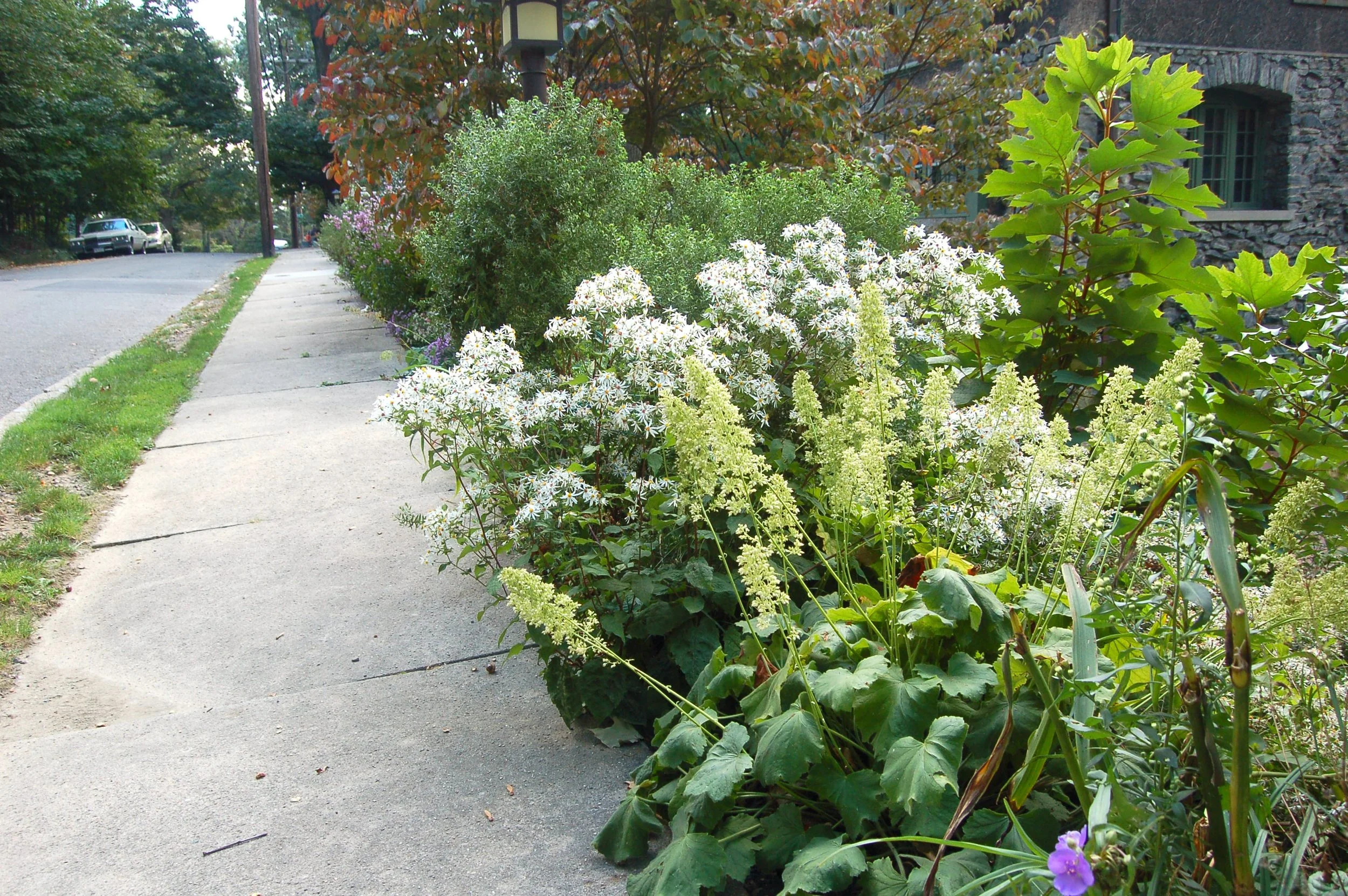Heuchera villosa.JPG