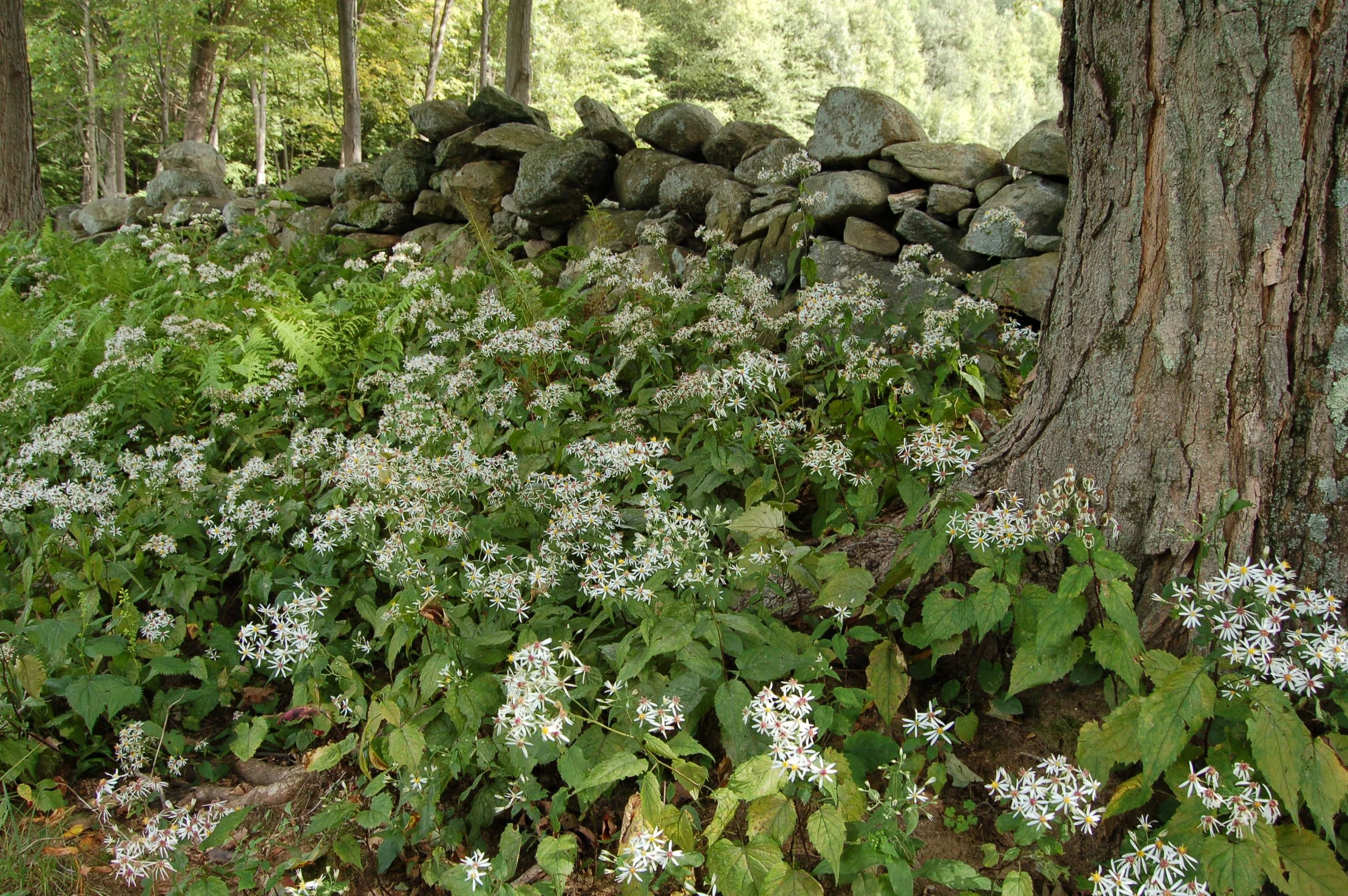 Eurybia divaricata (4).JPG