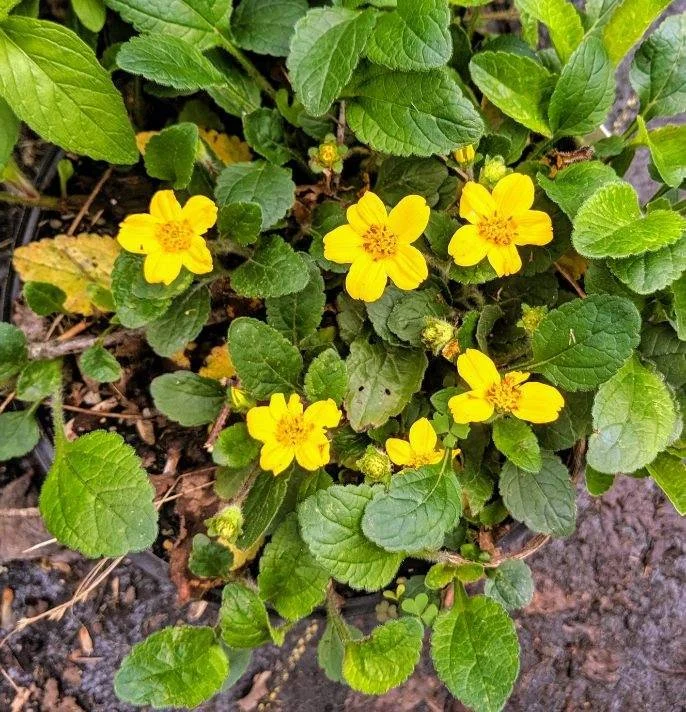 Chrysogonum virginianum.JPG