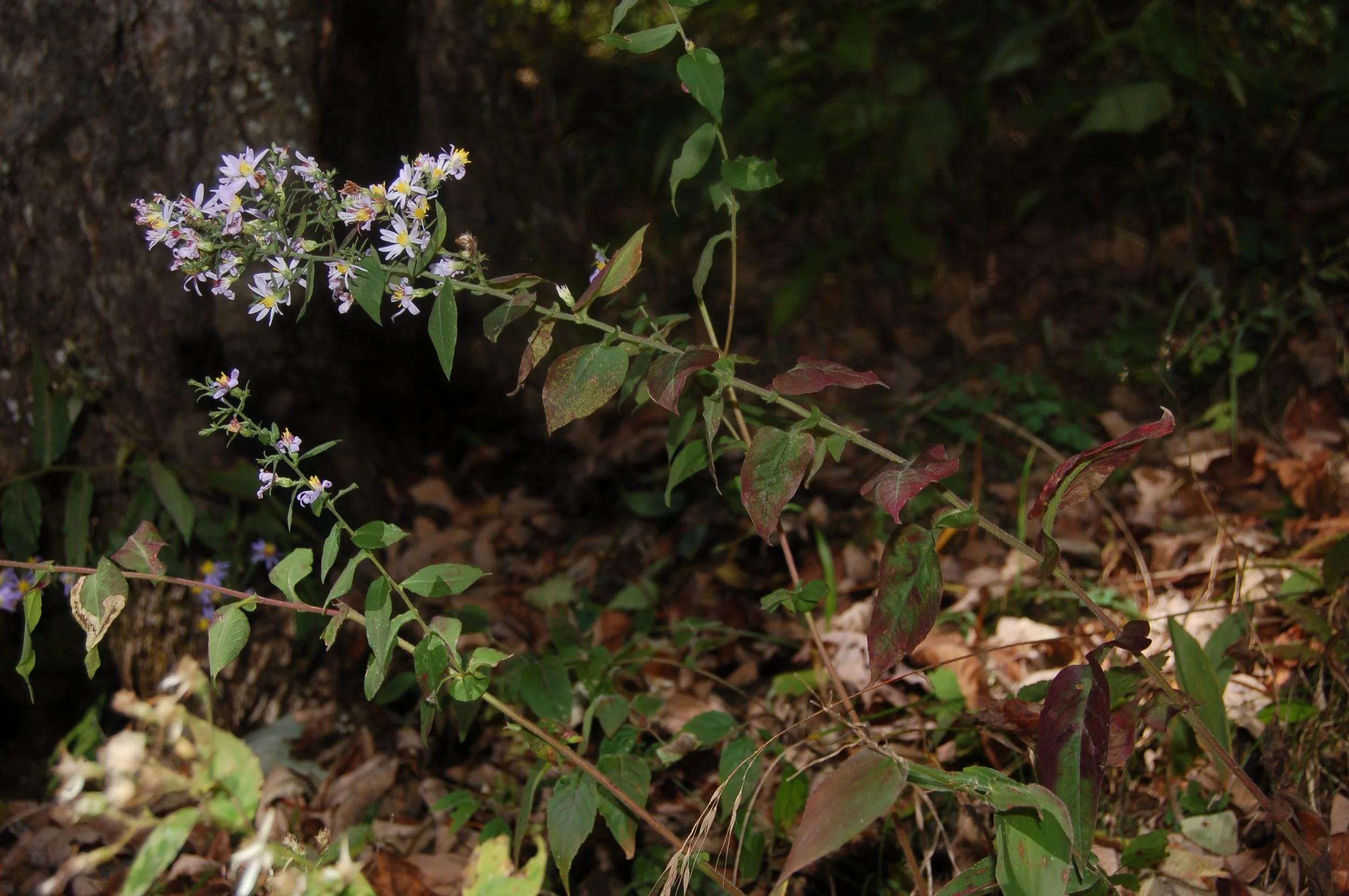 Symphyotrichum undulatum (12).JPG