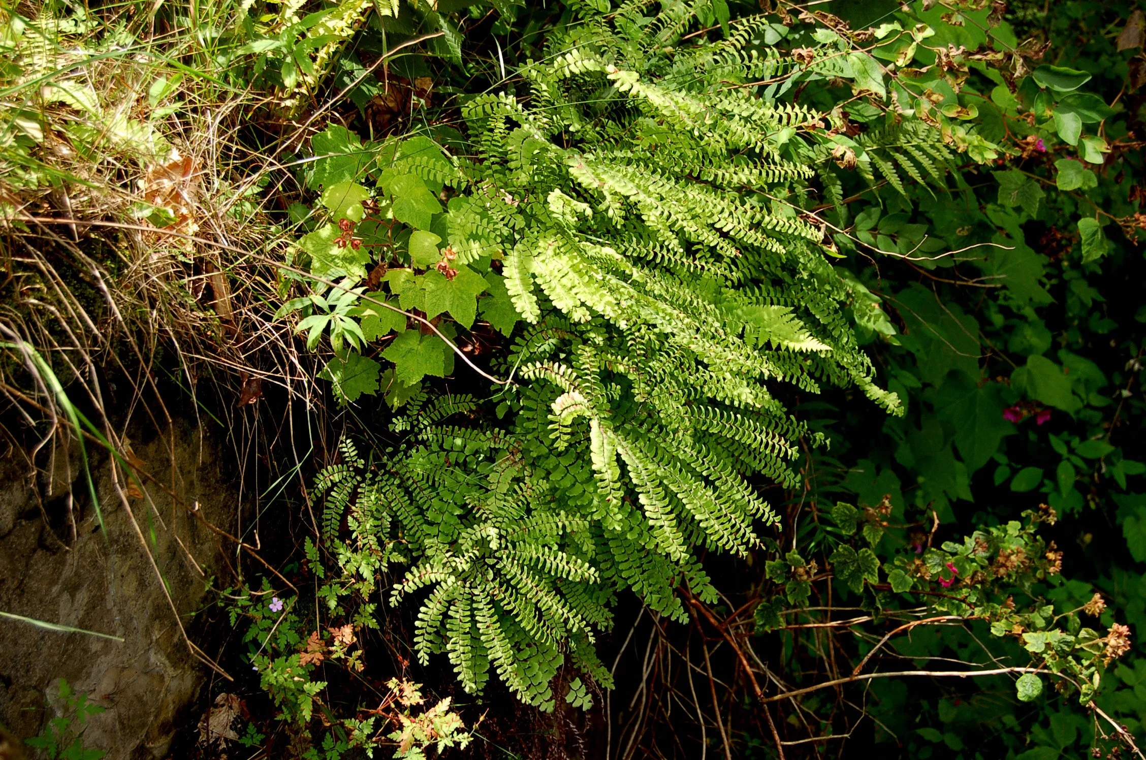 Adiantum pedatum.JPG