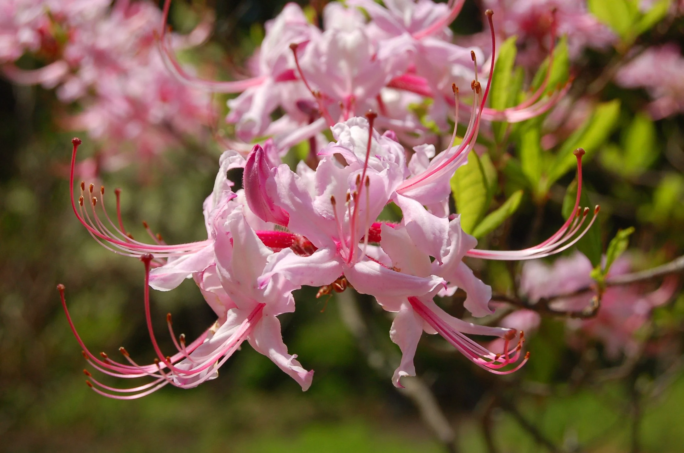 Rhododendron periclymenoides.JPG