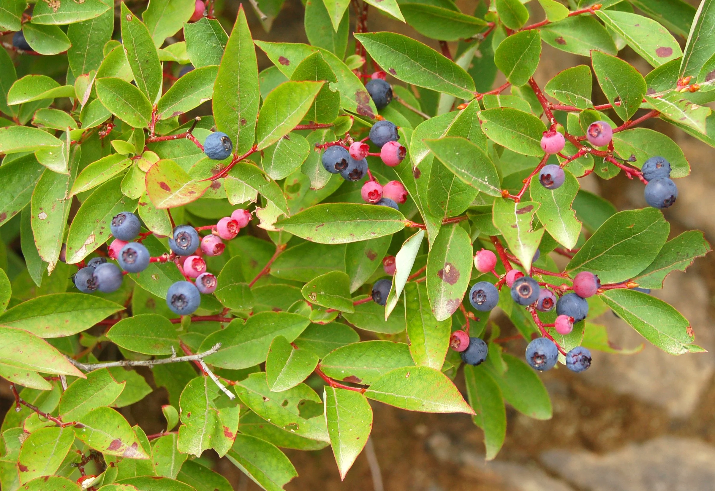 Vaccinium sp.JPG