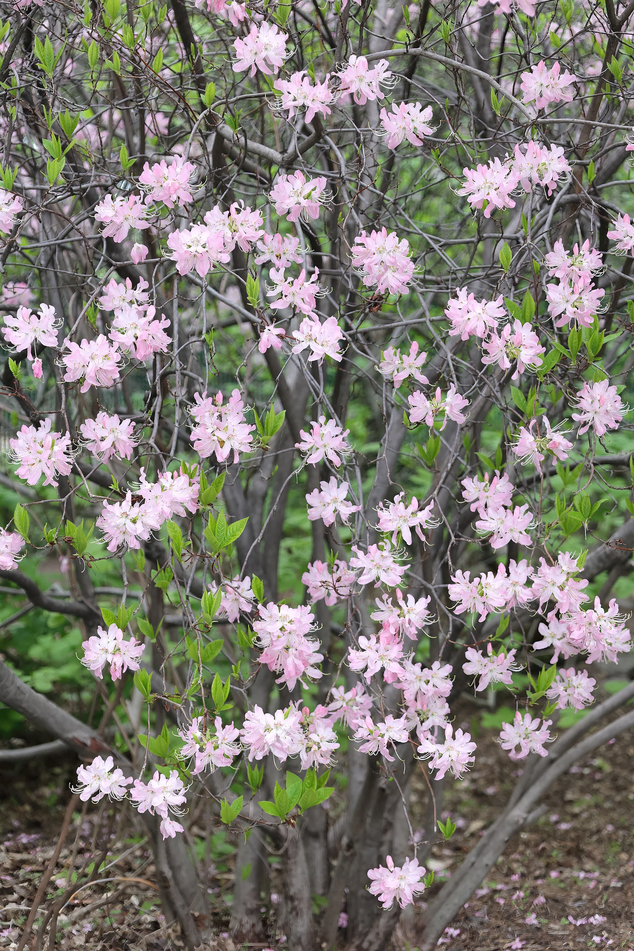 Rhododendron vaseyi  (Pinkshell Azalea)