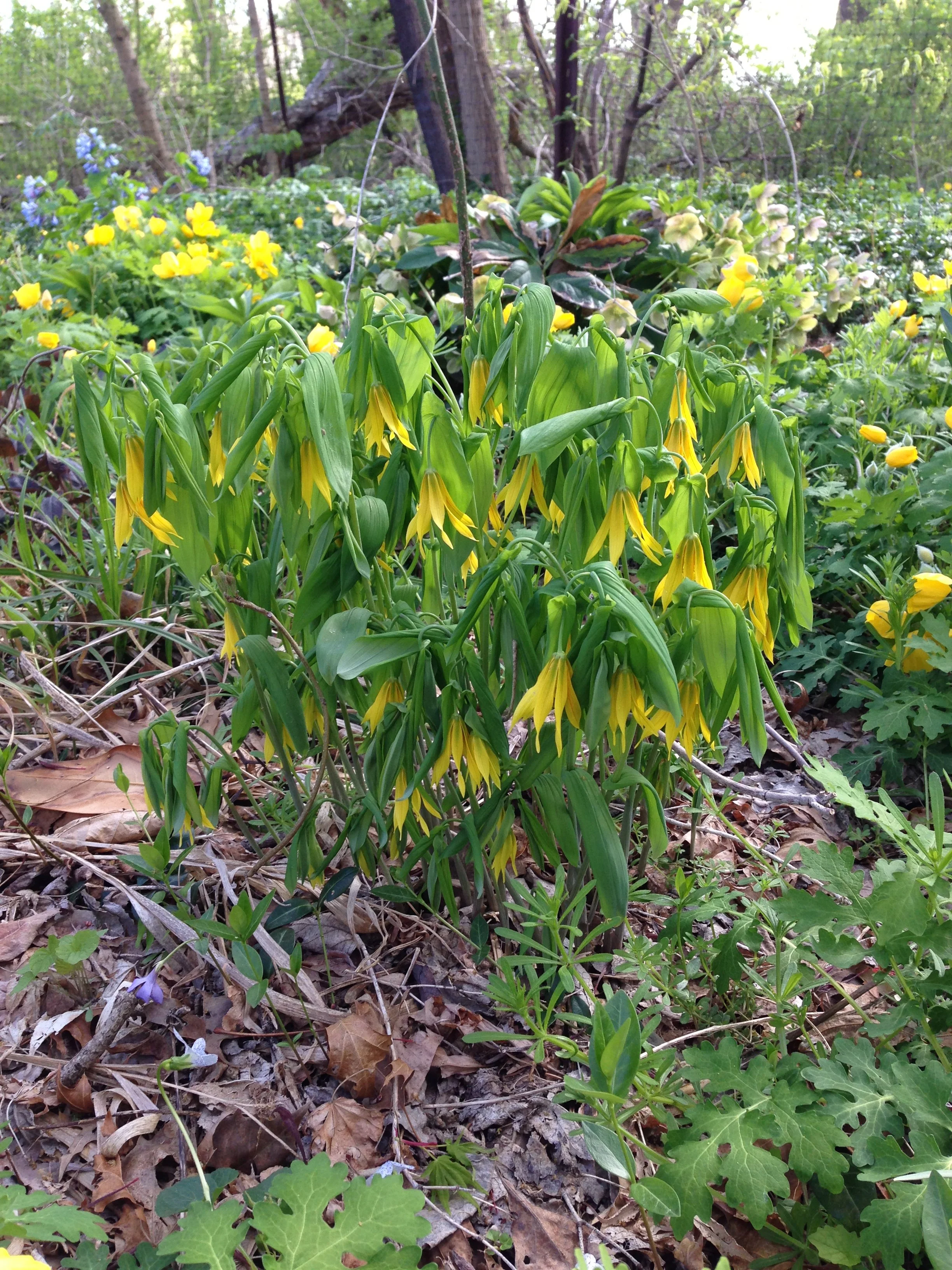 Uvularia grandiflora (1).JPG