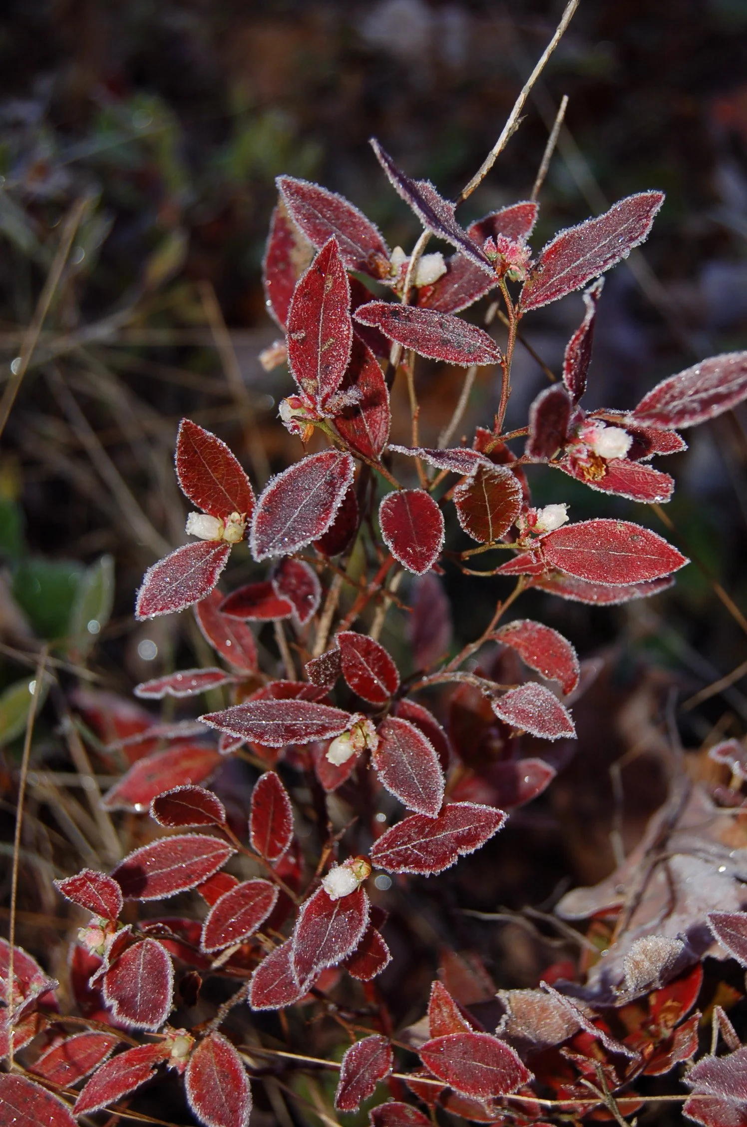 Vaccinium pallidum.JPG