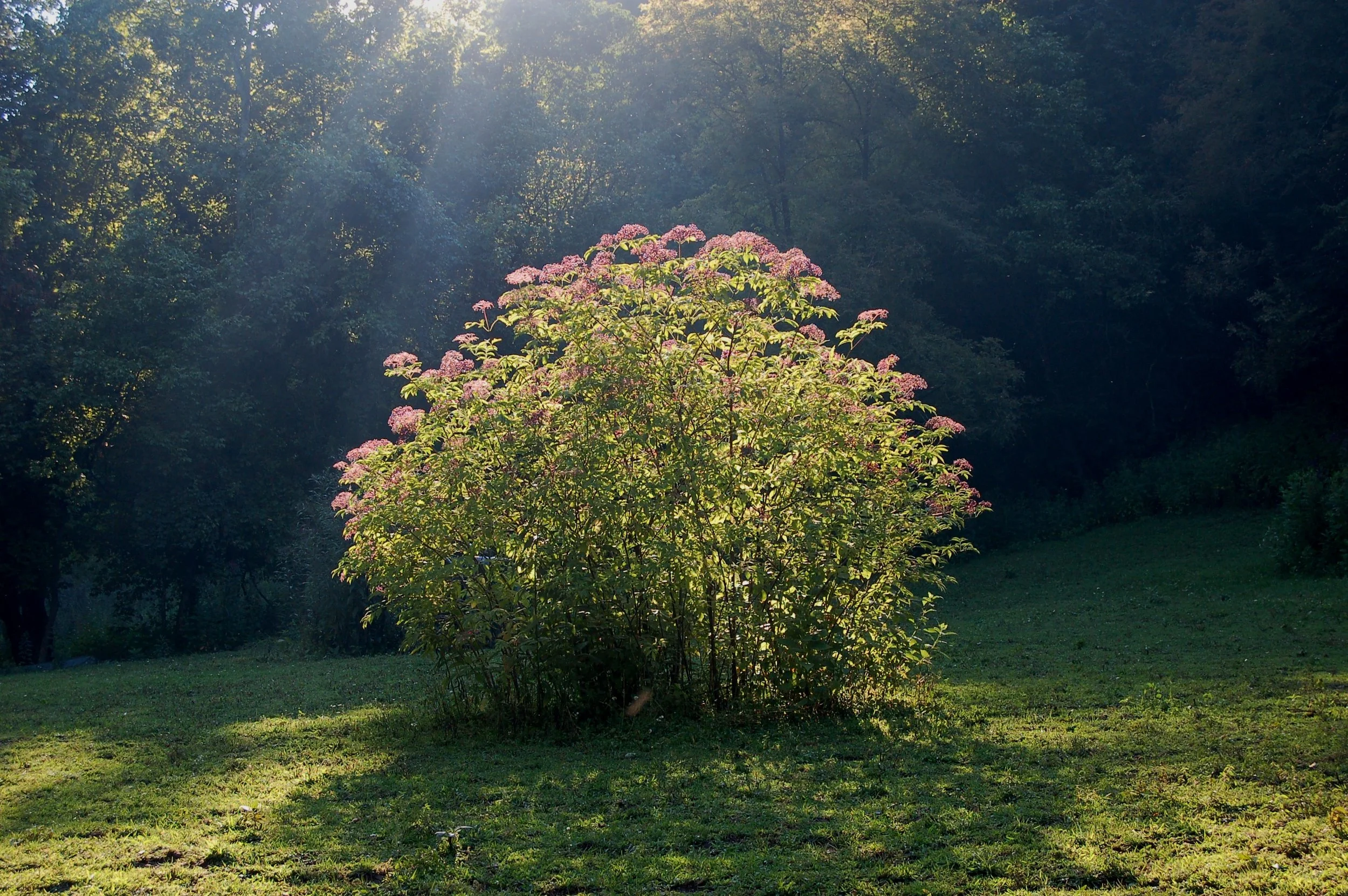 Sambucus canadensis (2).JPG