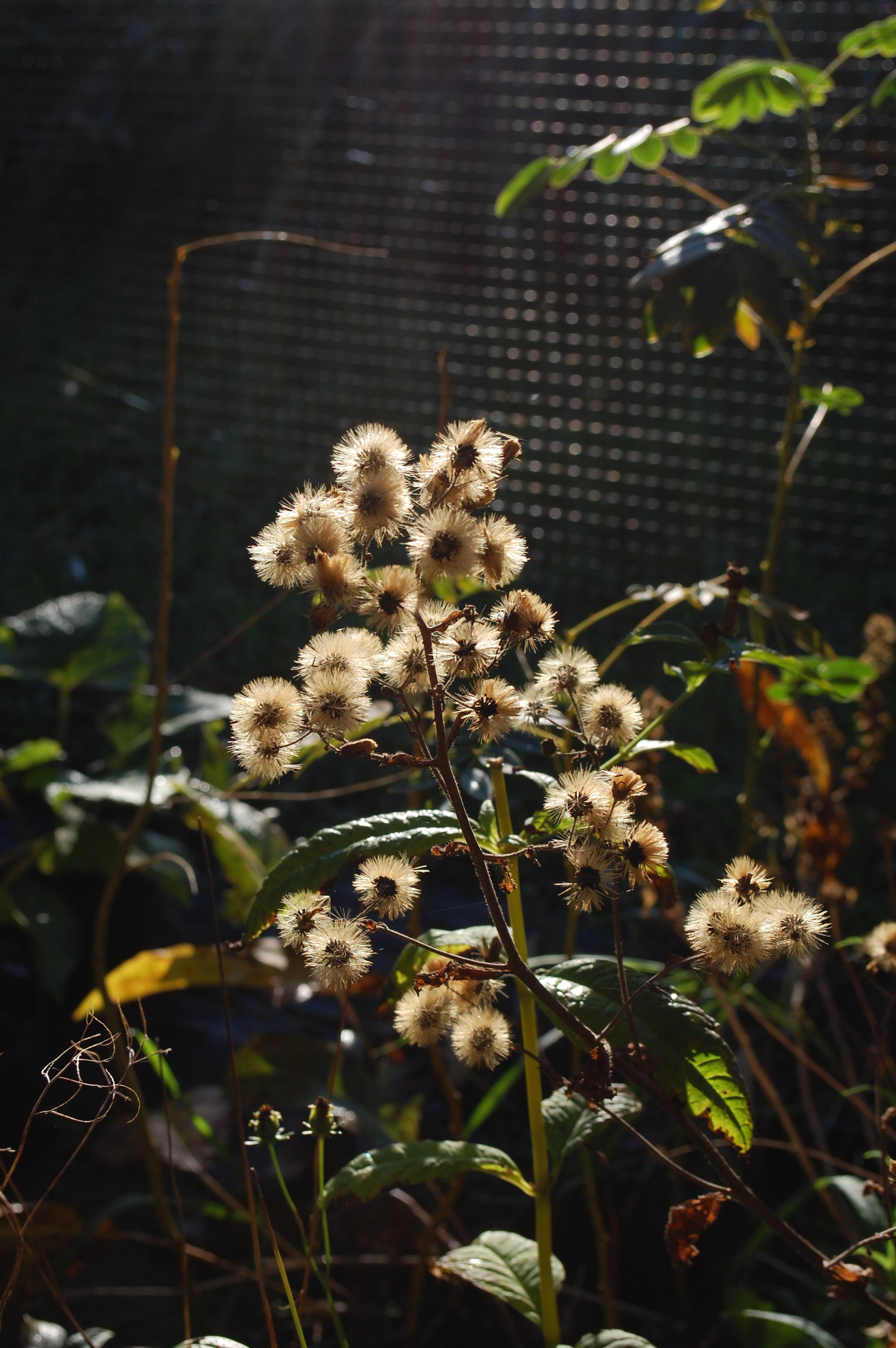 Hieraceum scabrum  (Rough Hawkweed) Seeds