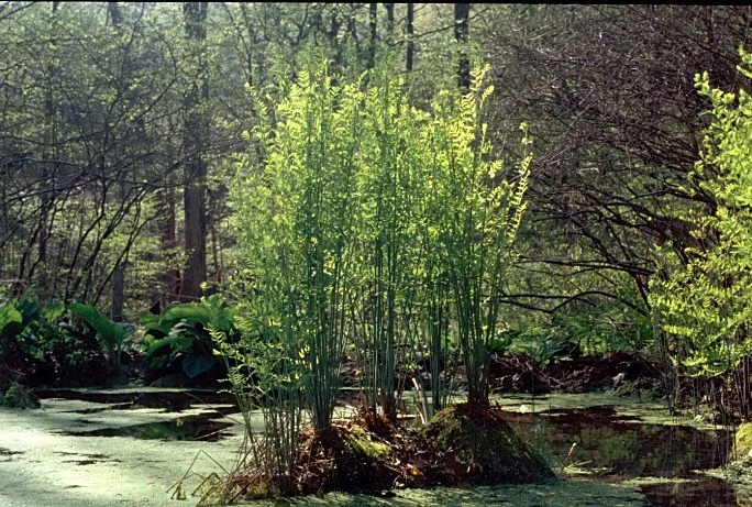 Osmunda spectabilis  (Royal Fern)