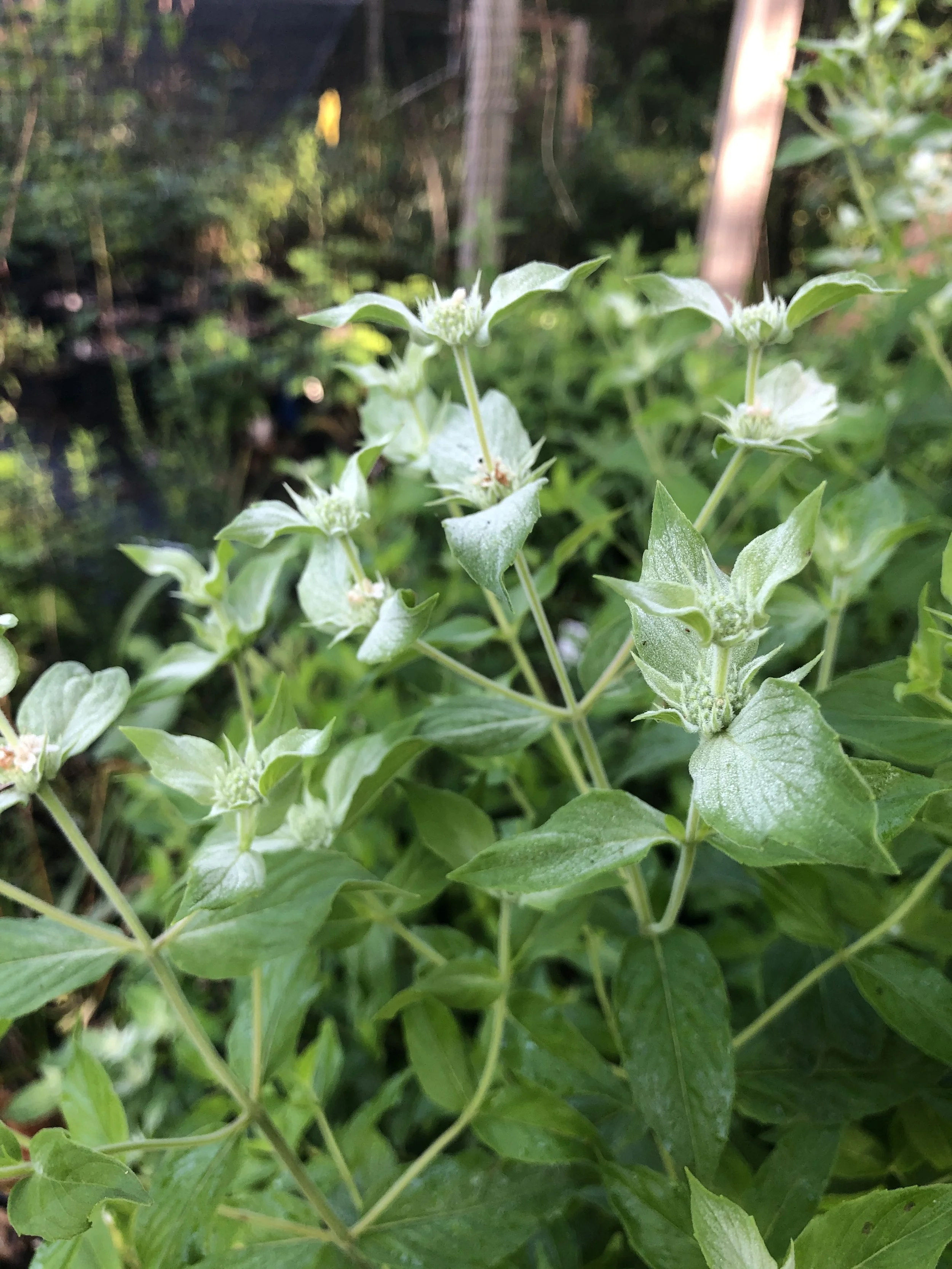 Pycnanthemum beadlei  (Beadle's Mountain Mint)