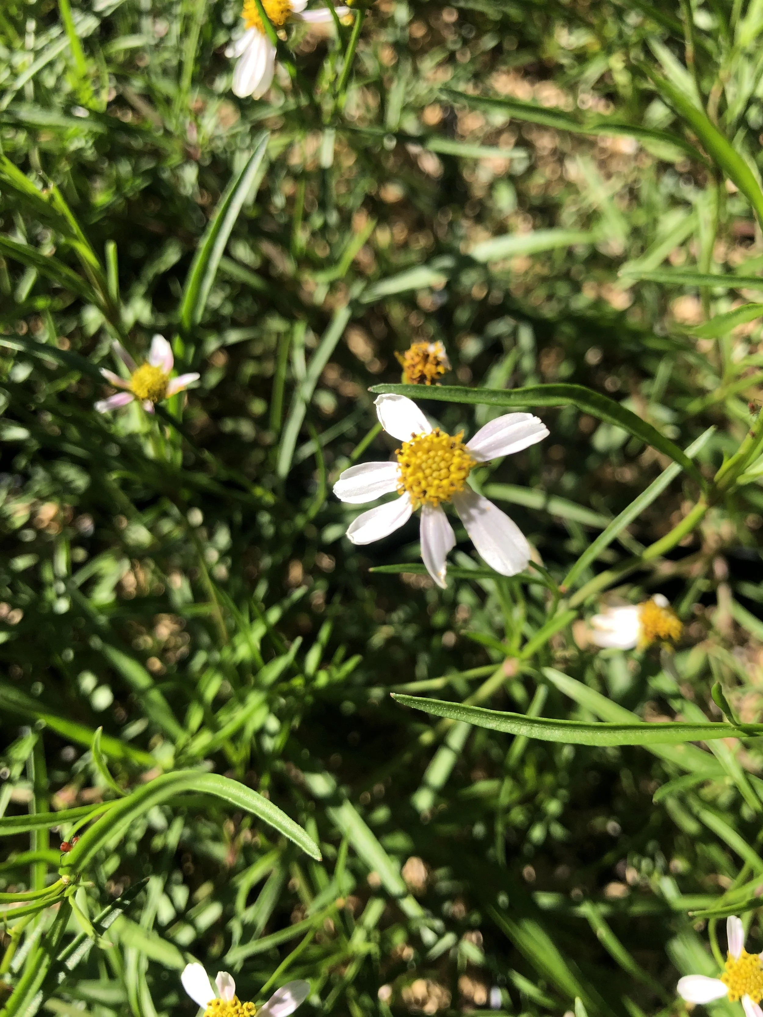 Coreopsis rosea  (Pink Tickseed) Seeds