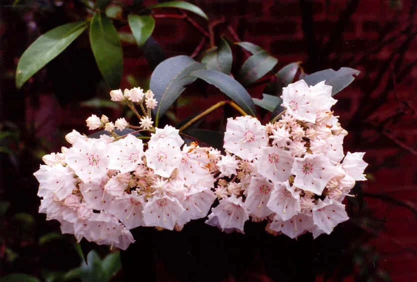 Kalmia latifolia (Mountain Laurel)