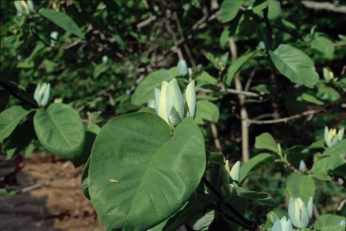Magnolia acuminata (Cucumbertree Magnolia)