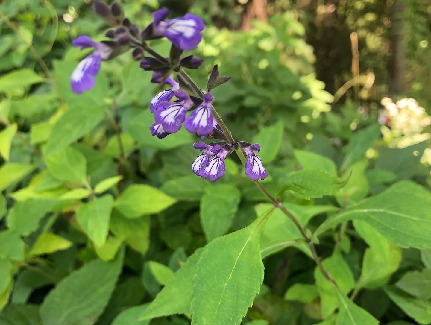 Salvia urticifolia.JPG