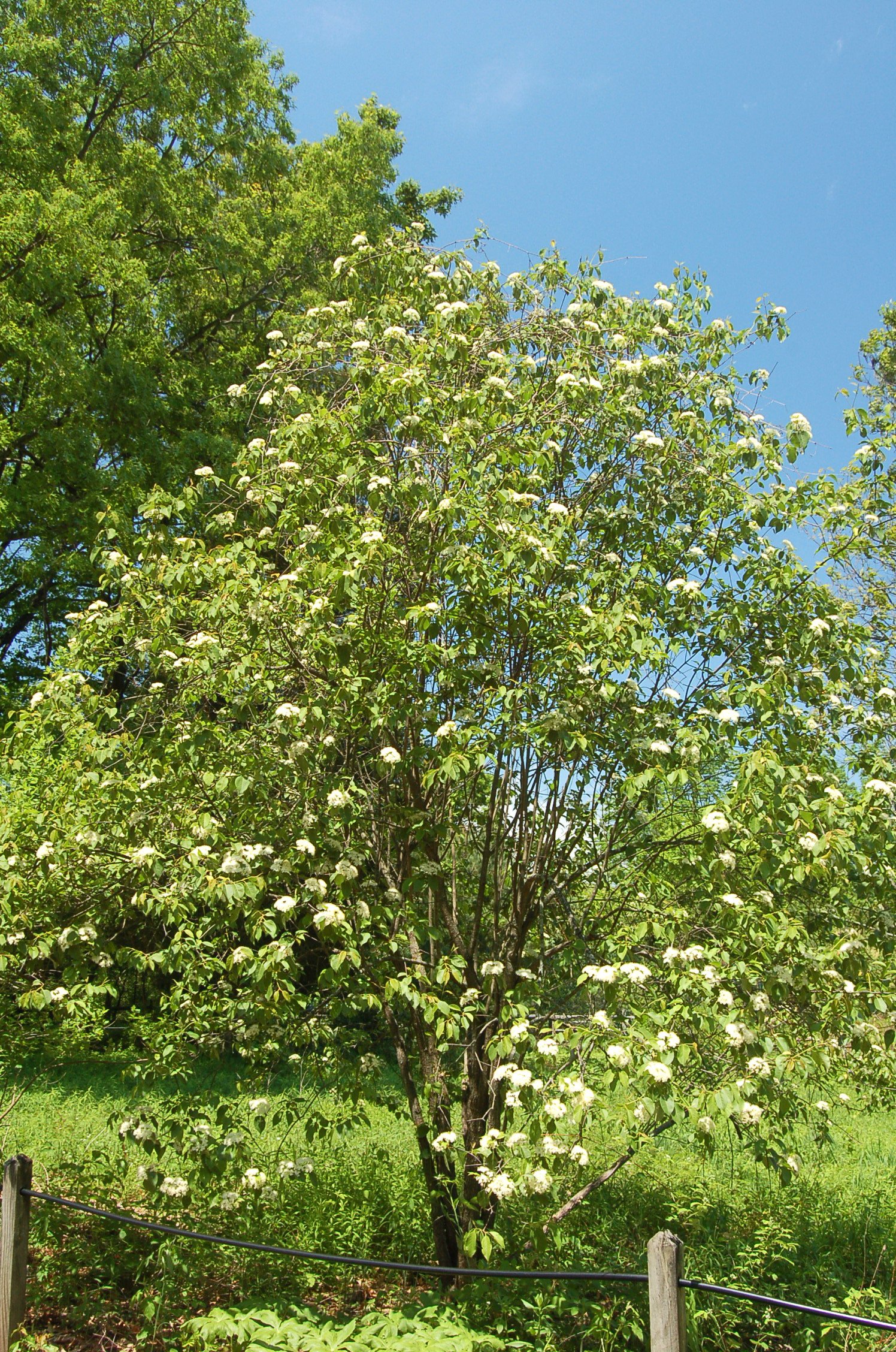 Viburnum prunifolium.JPG