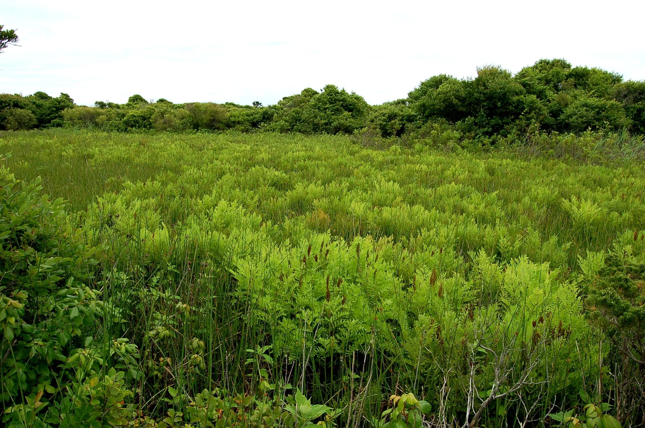 Osmunda regalis2 (2).JPG