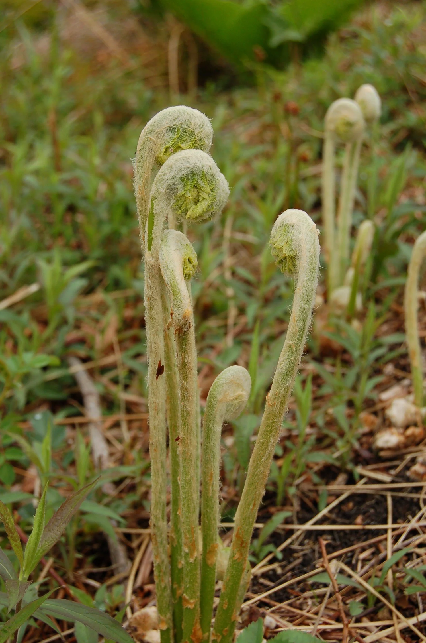 Osmunda cinnamomea (3).JPG