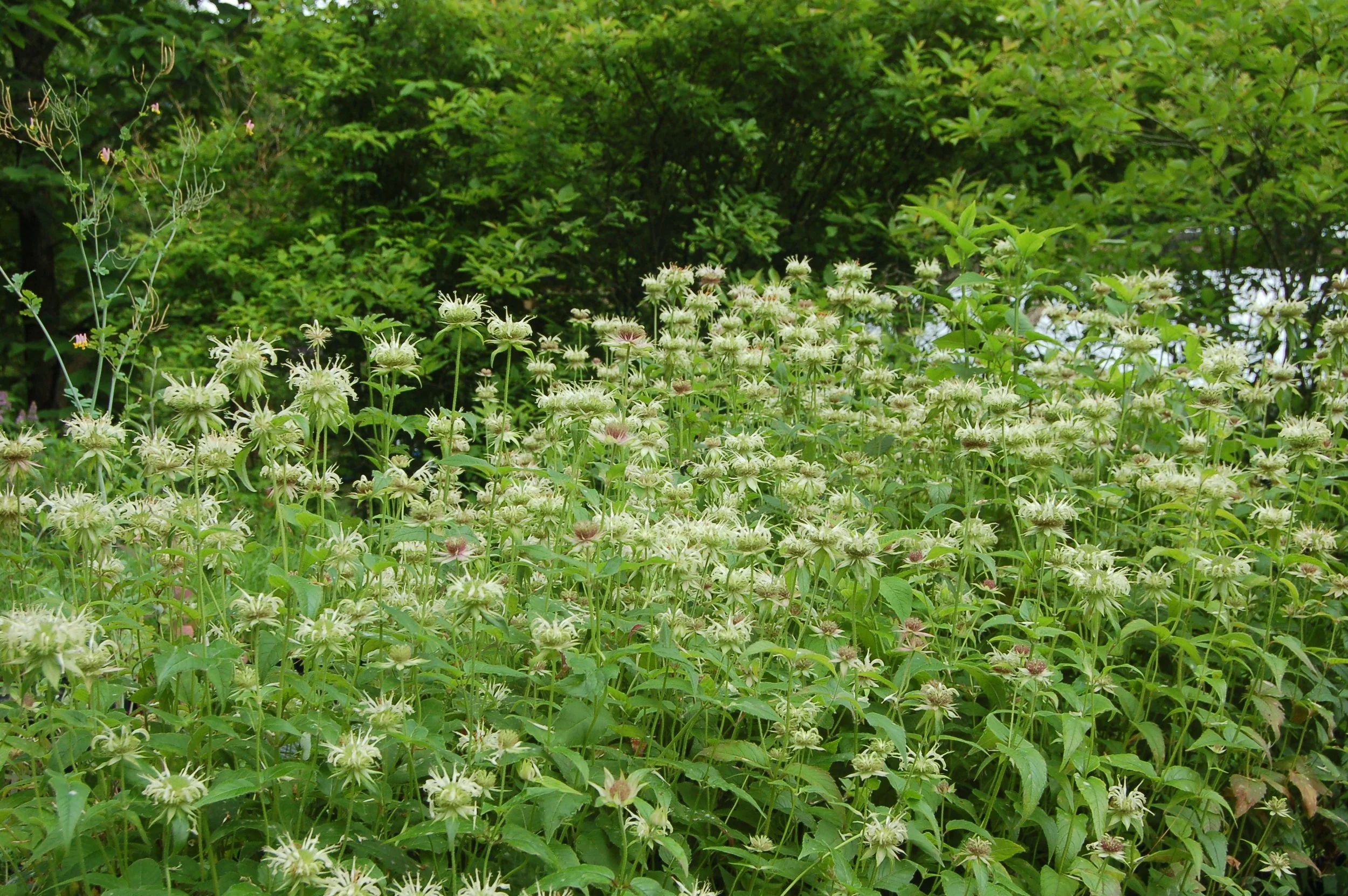 Monarda clinopodia - Robust Form (Basil Balm)