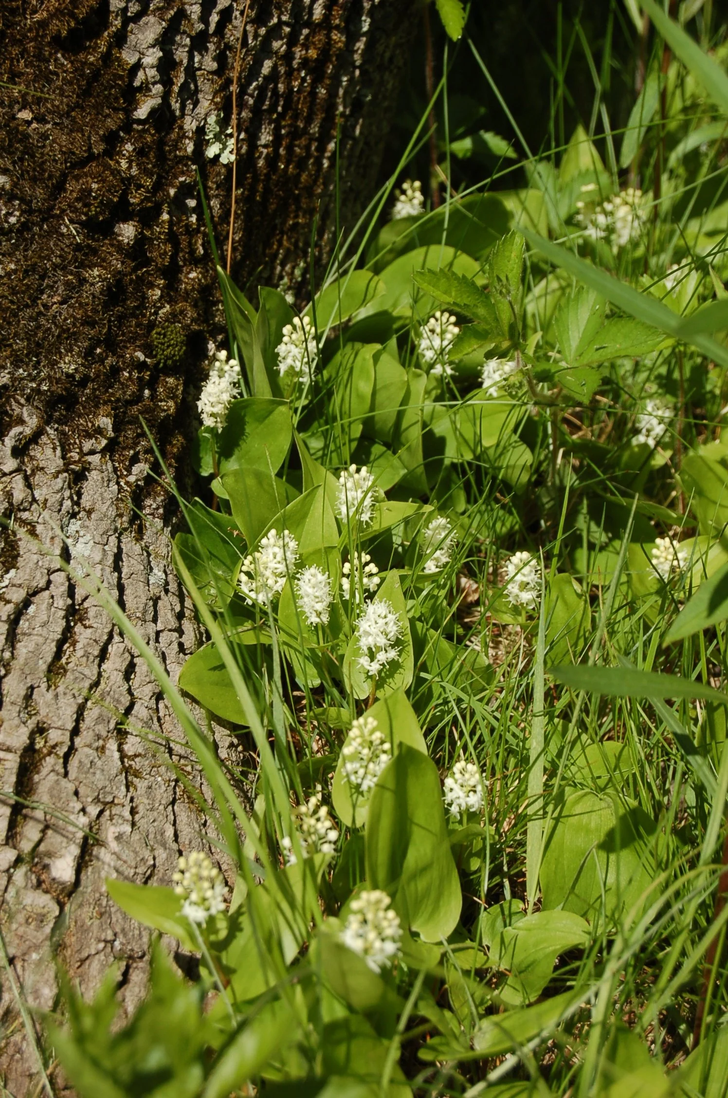 Maianthemum canadense (2).JPG