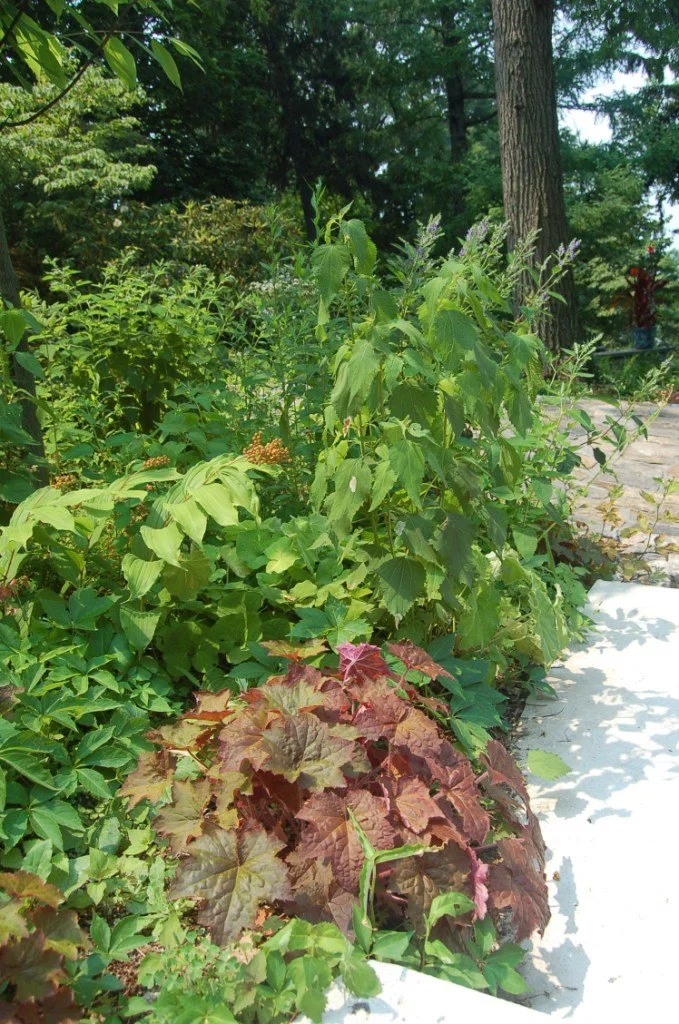 Heuchera villosa 'Bronze Wave'  (Hairy Alumroot)