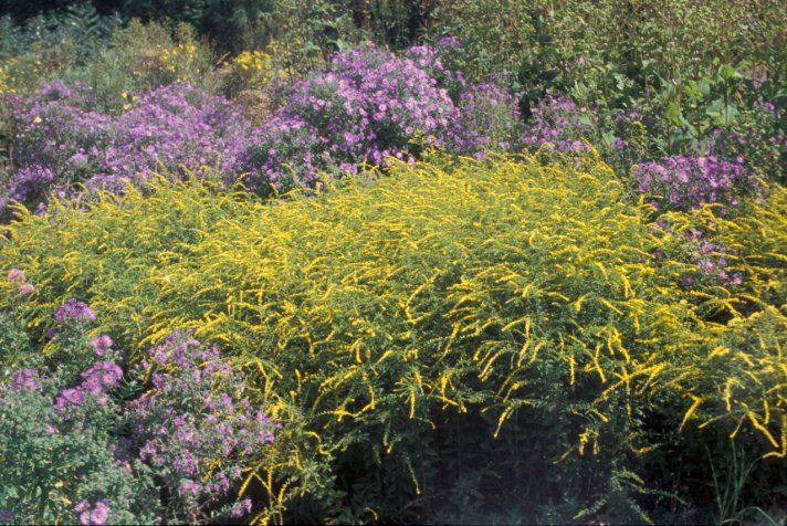 Solidago 'Fireworks'0010.jpg