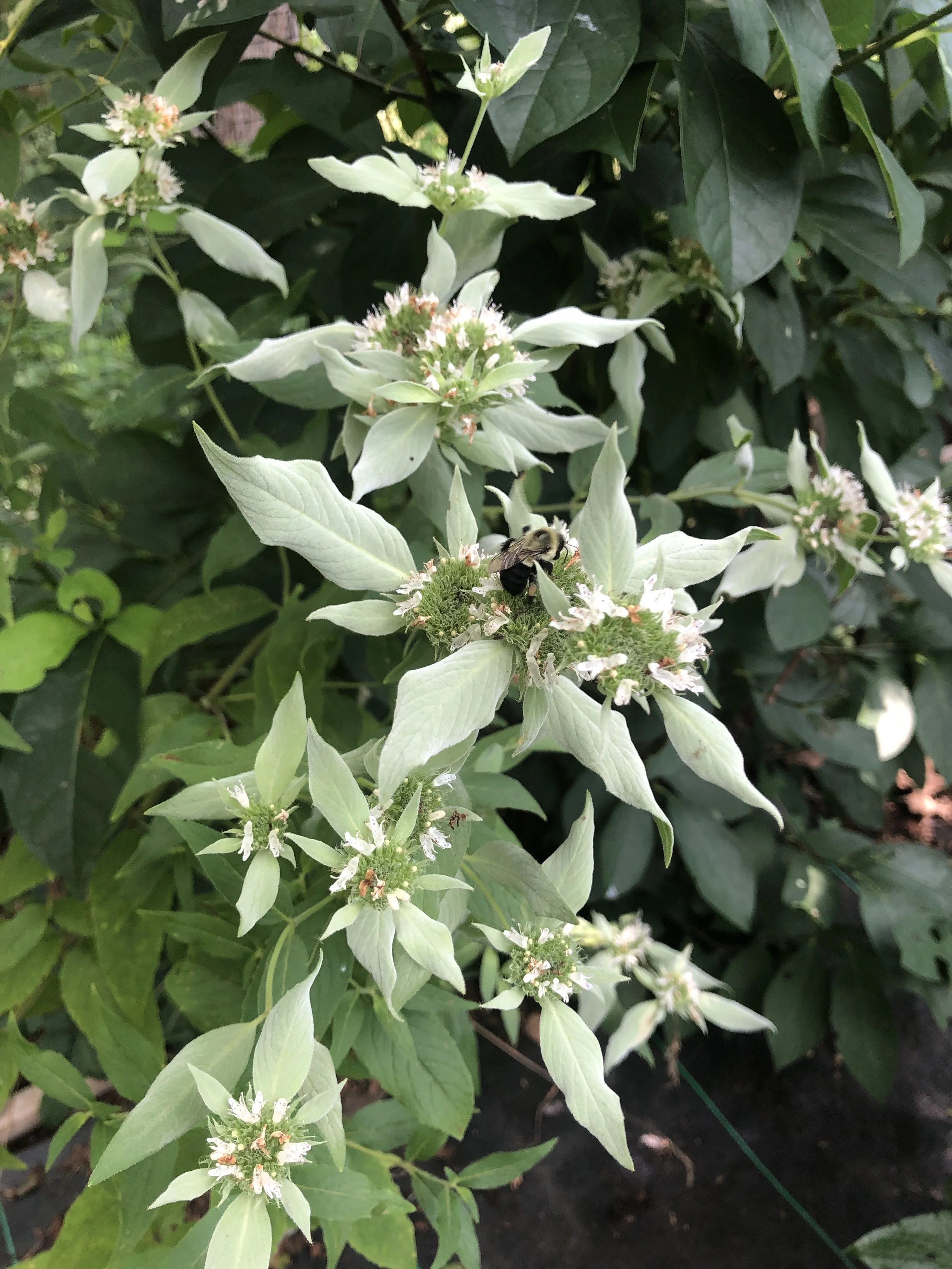 Pycnanthemum pycnanthemoides  (Southern Mountain Mint)