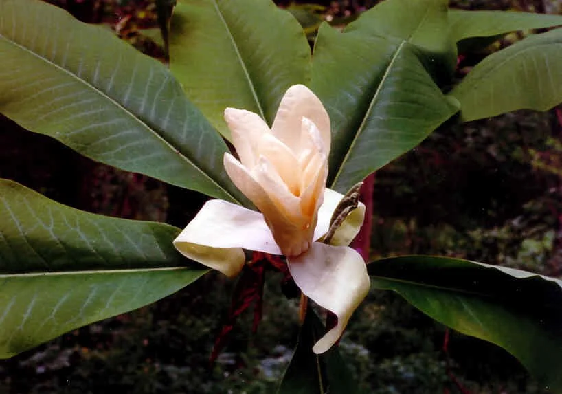 Magnolia tripetala  (Umbrella Magnolia)