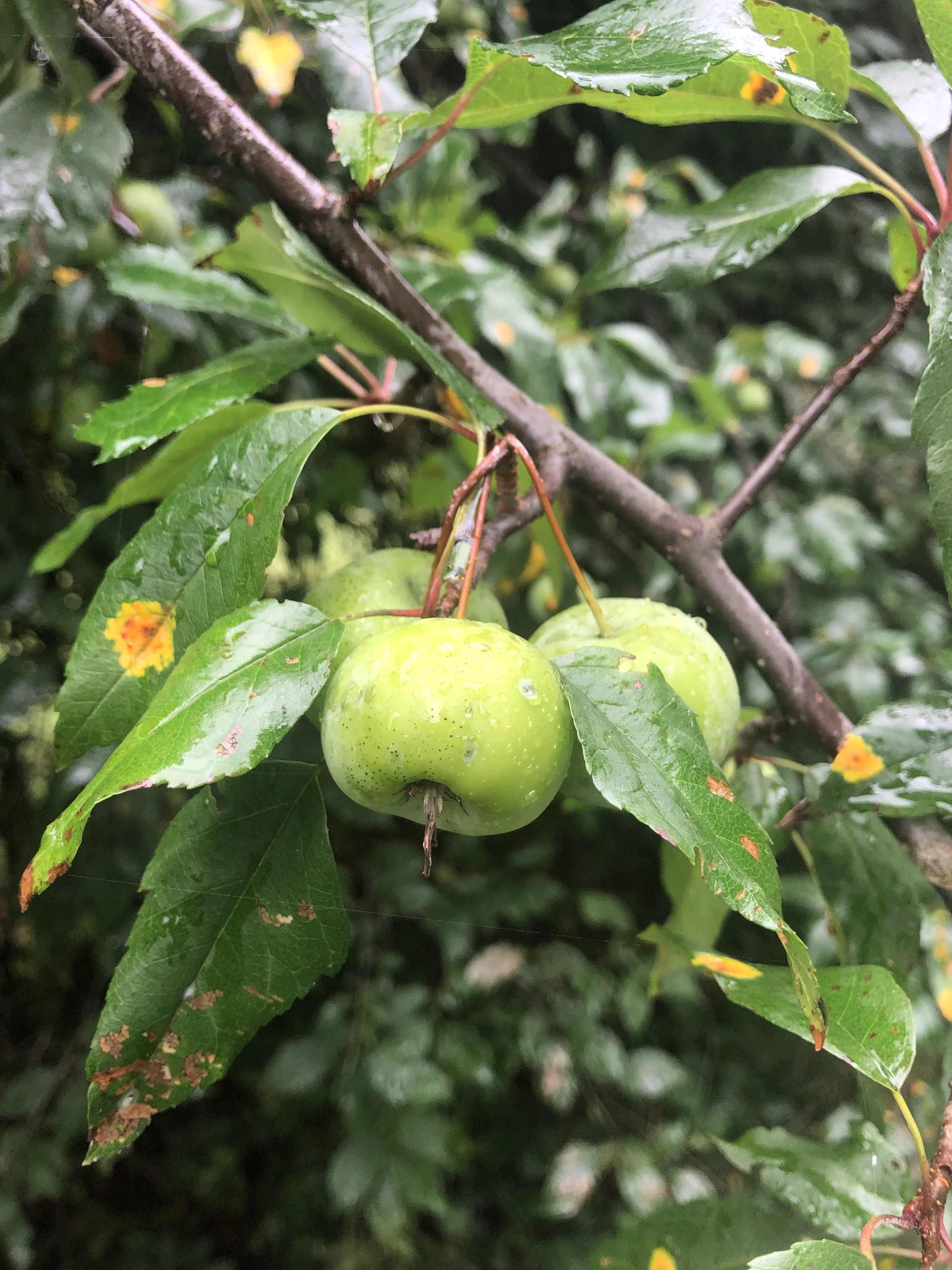 Malus coronaria  (Sweet Crabapple)
