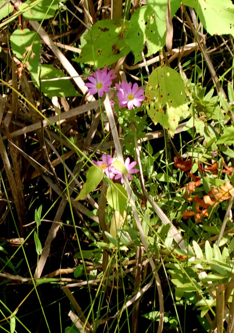 Sabatia dodecandra.JPG