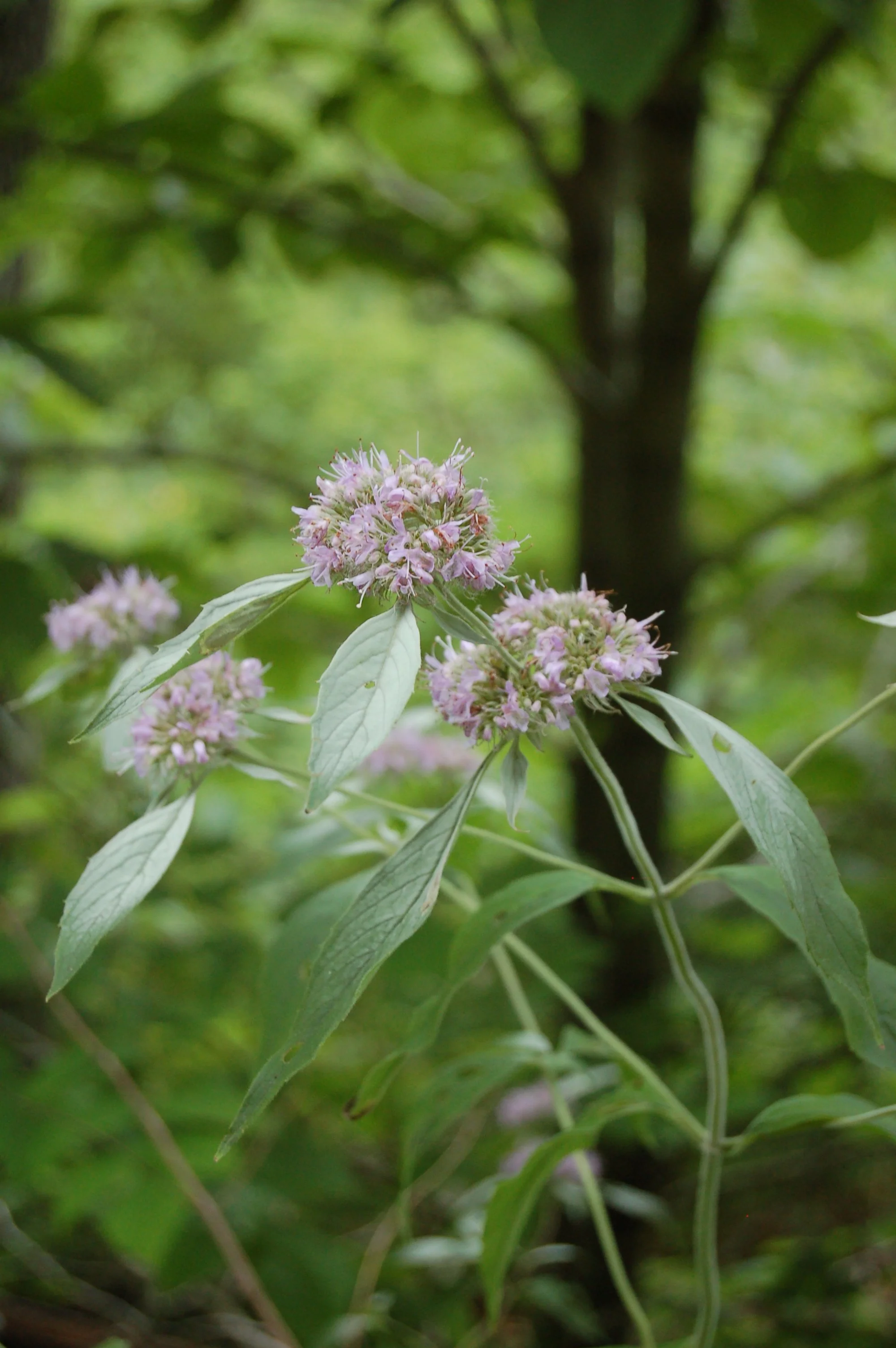 Pycnanthemum loomissii  (Loomis' Mountain Mint)