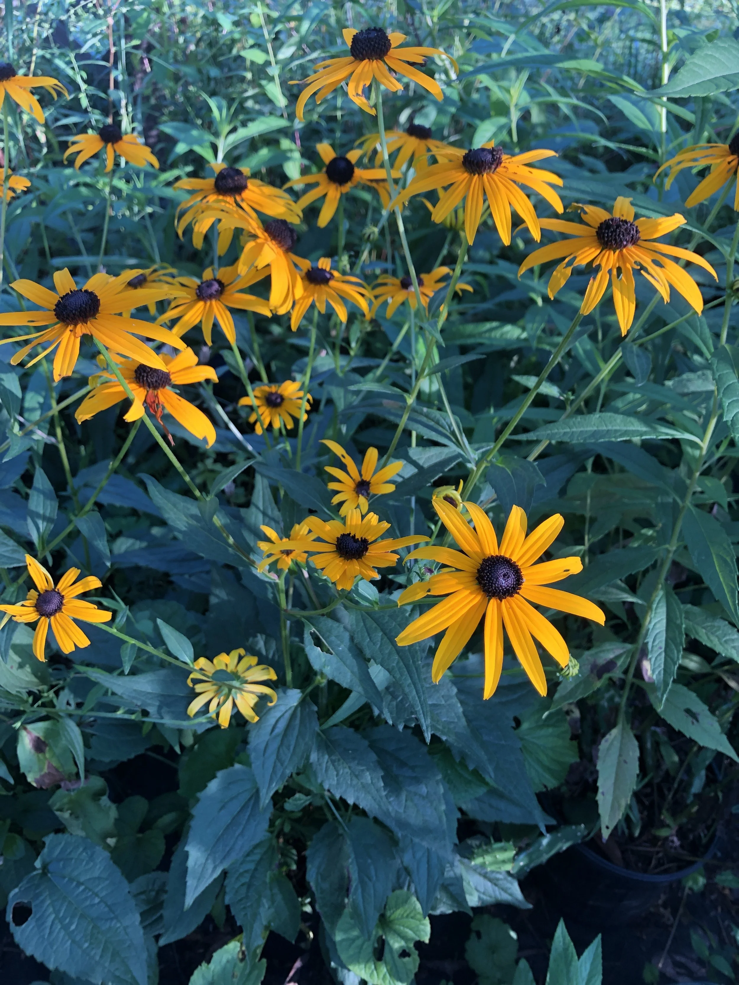 Rudbeckia umbrosa  (Appalachian Black-eyed-Susan)