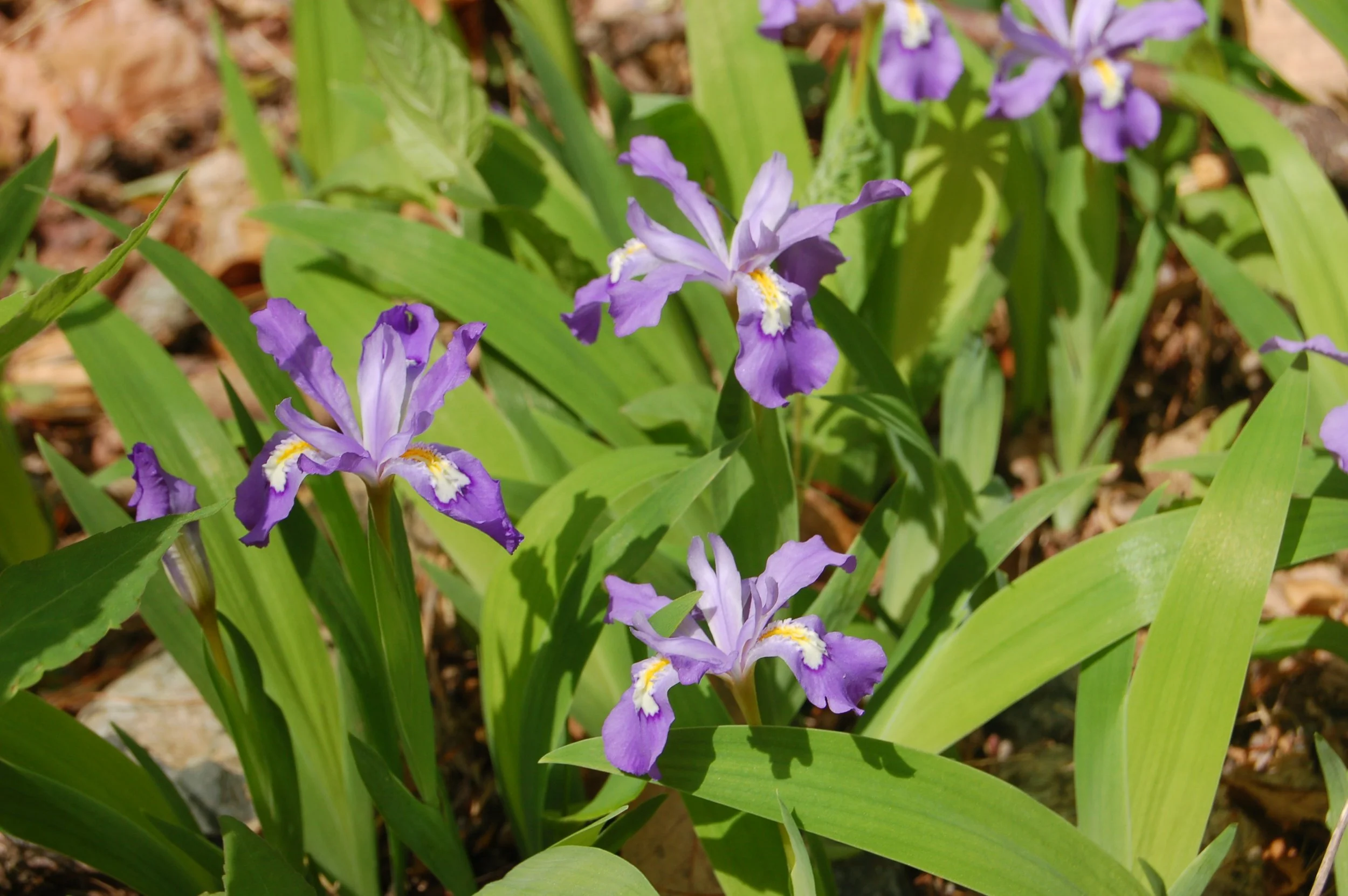 Iris cristata (Crested Iris)