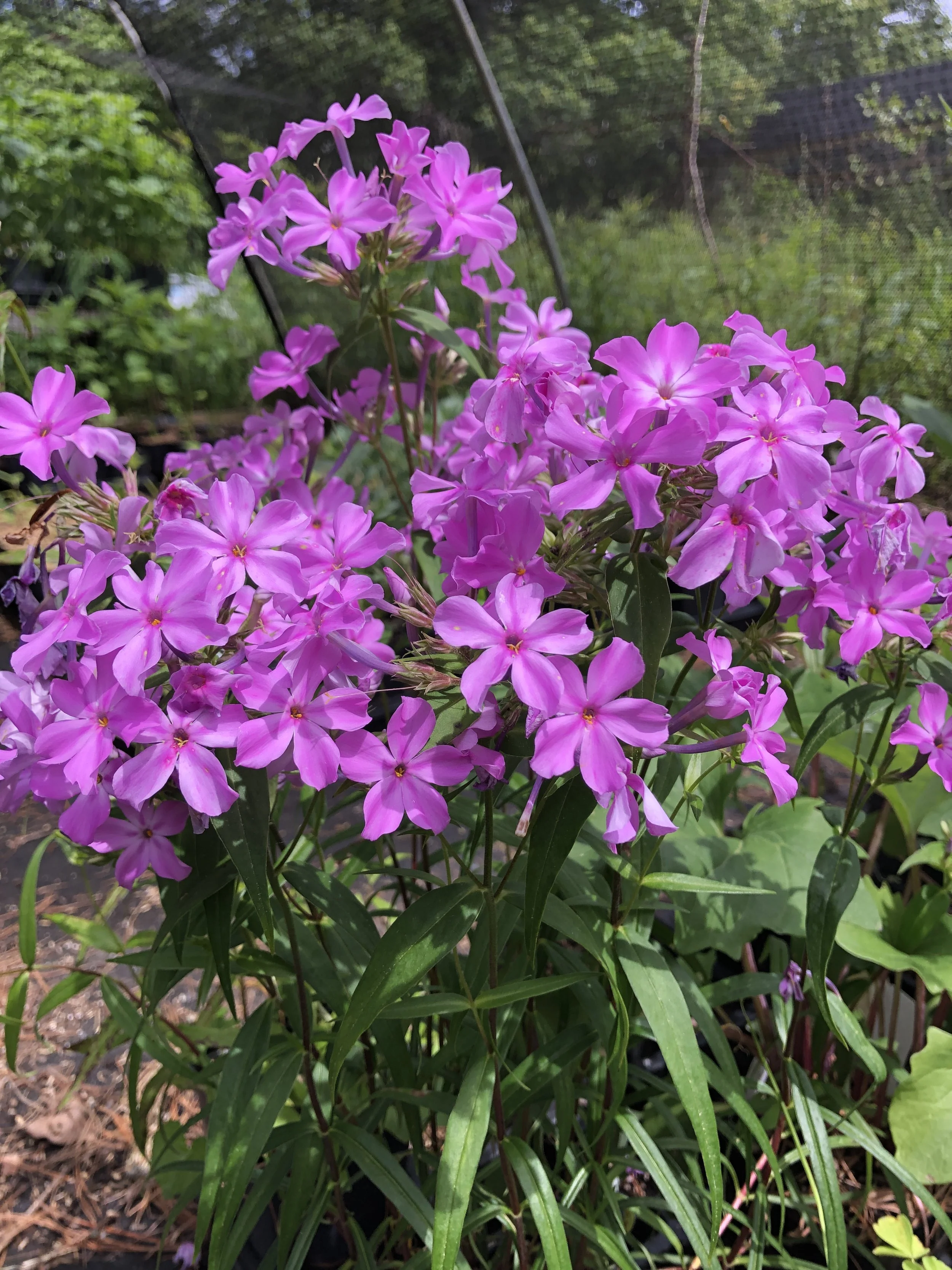 Phlox carolina kim.JPG