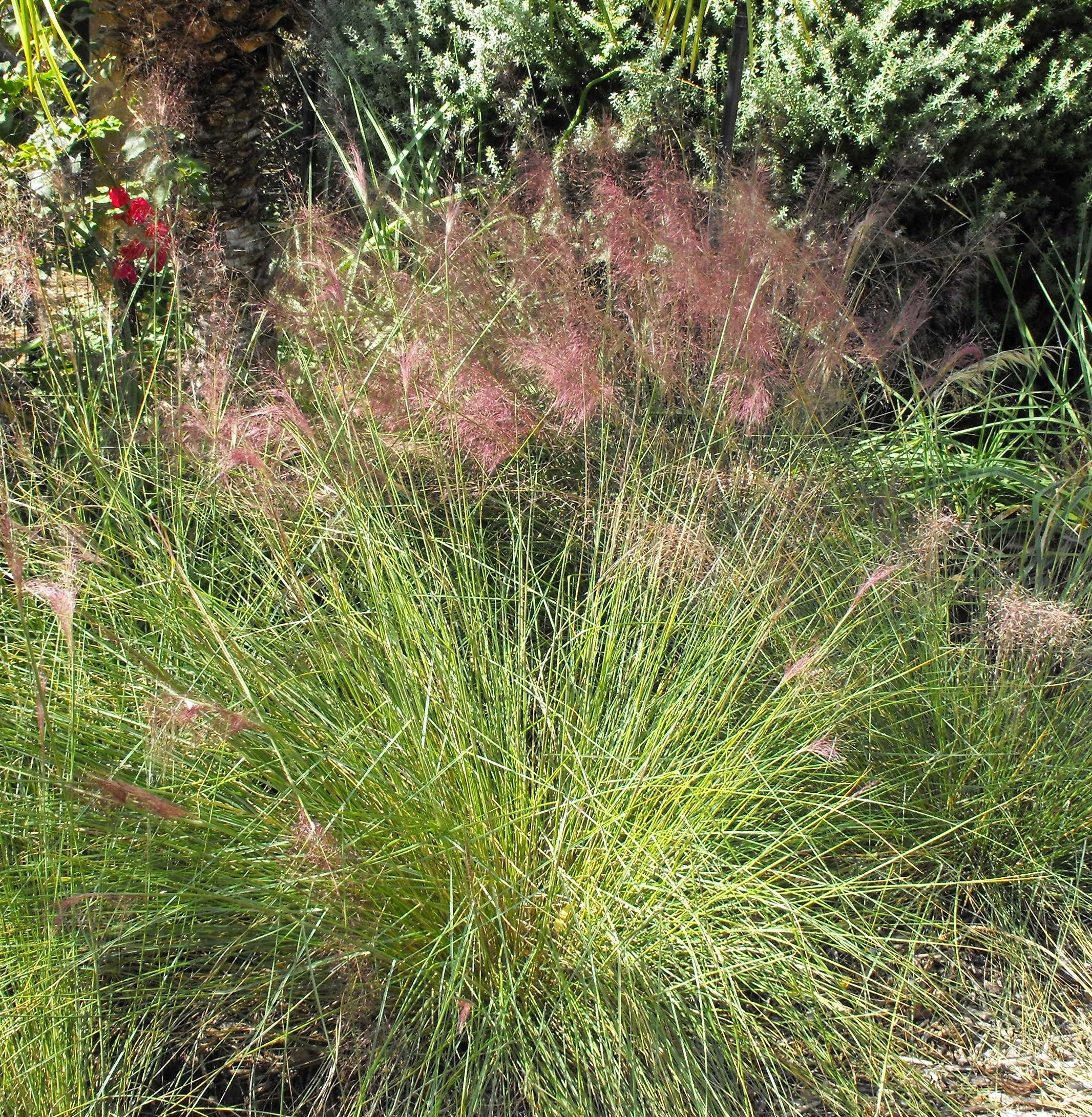 Muhlenbergia capillaris  (Pink Muhley Grass)