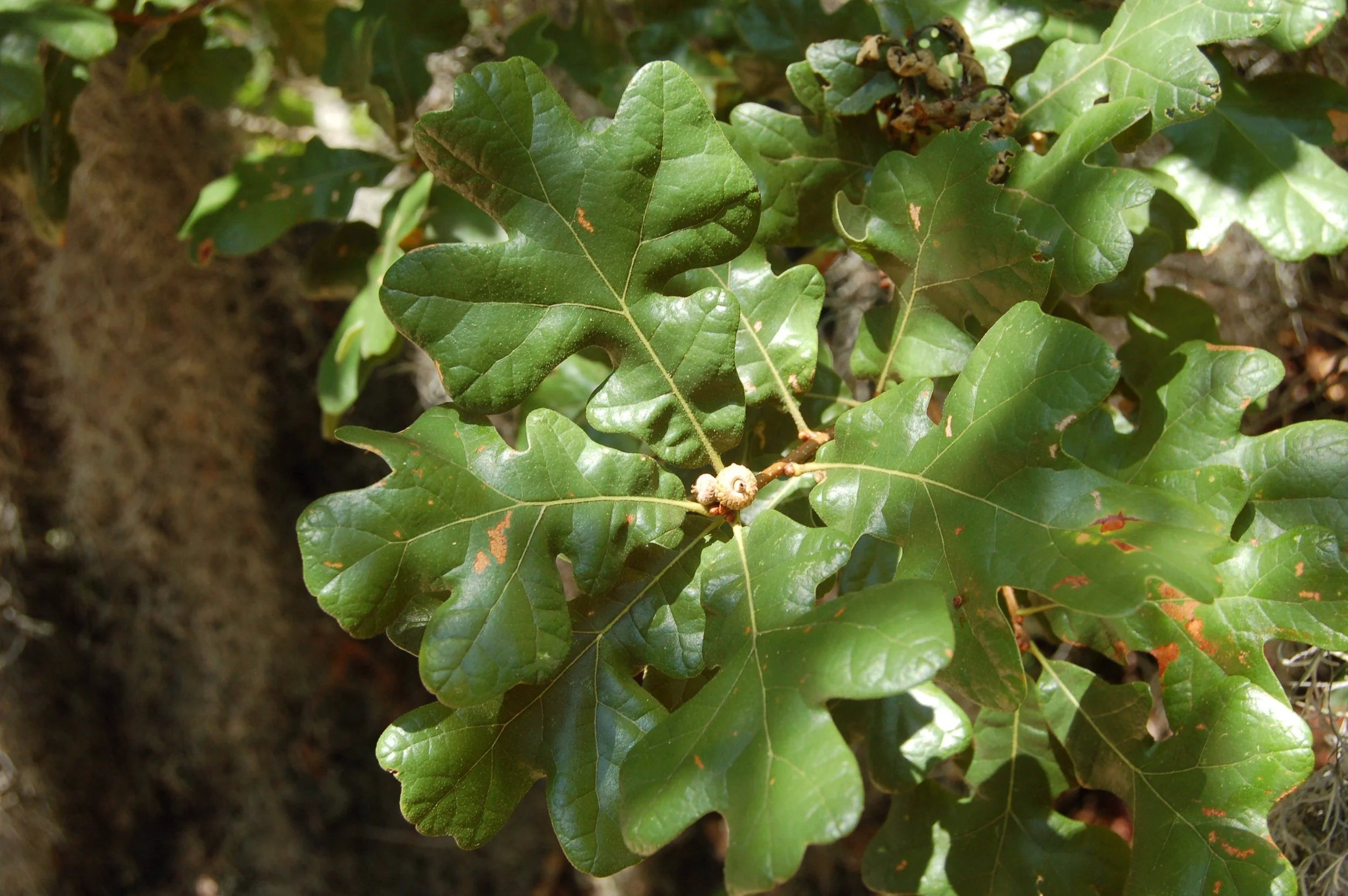 Quercus stellata.JPG