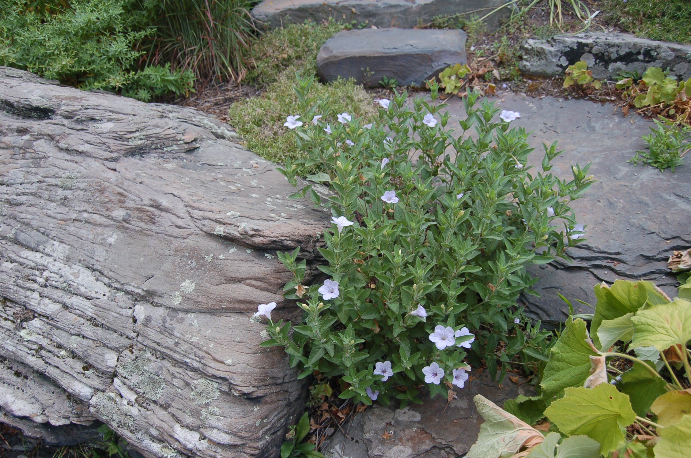 Ruellia humulis (2).JPG