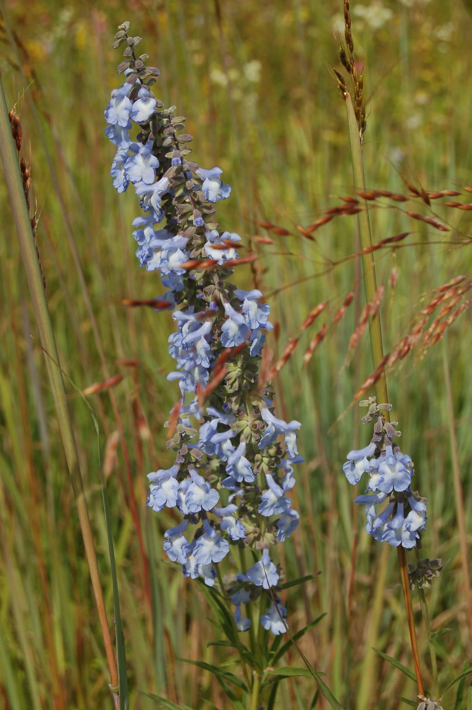 Salvia azurea  (Blue Sage)