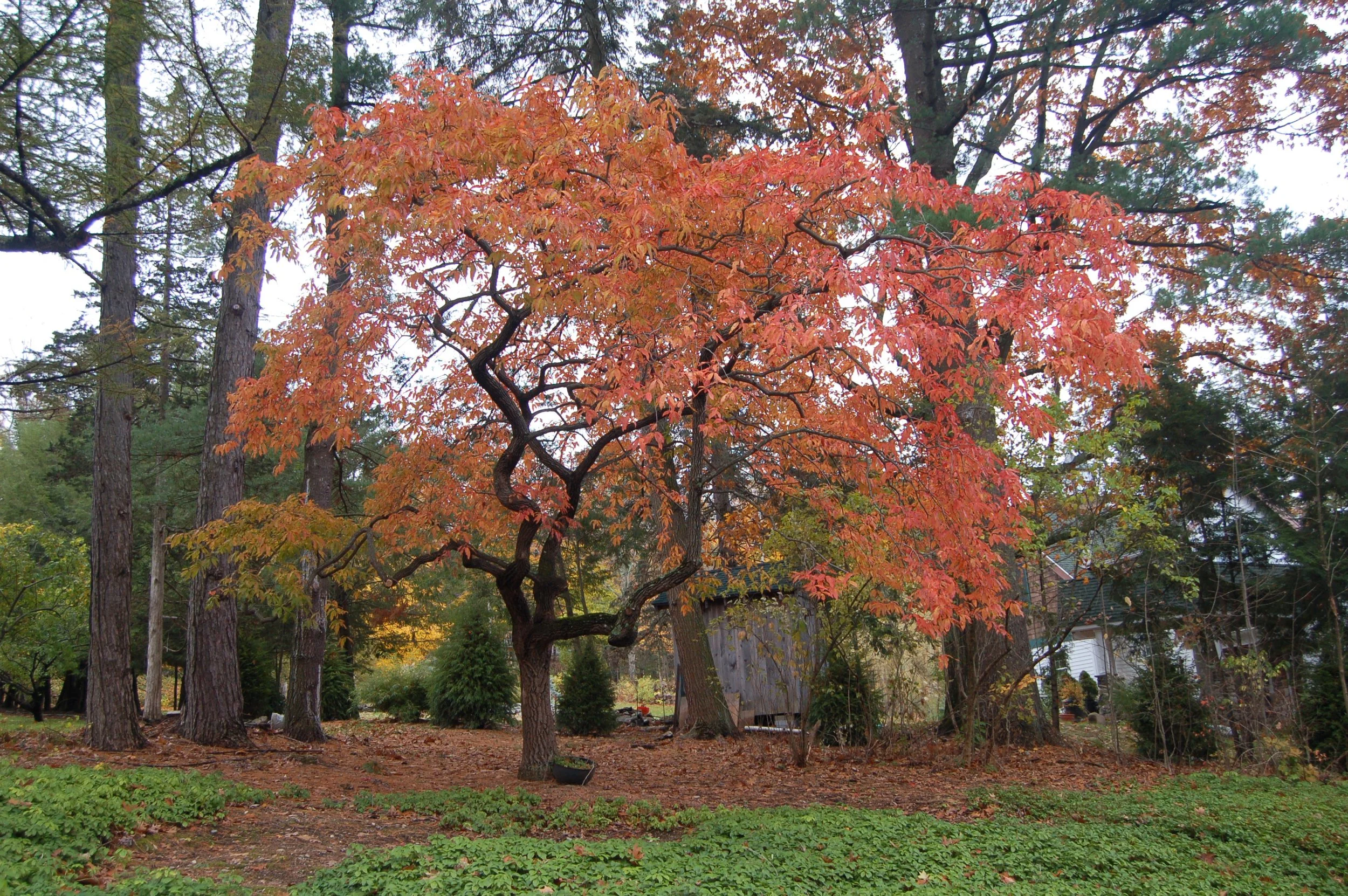 Oxydendrum arboreum  (Sourwood)