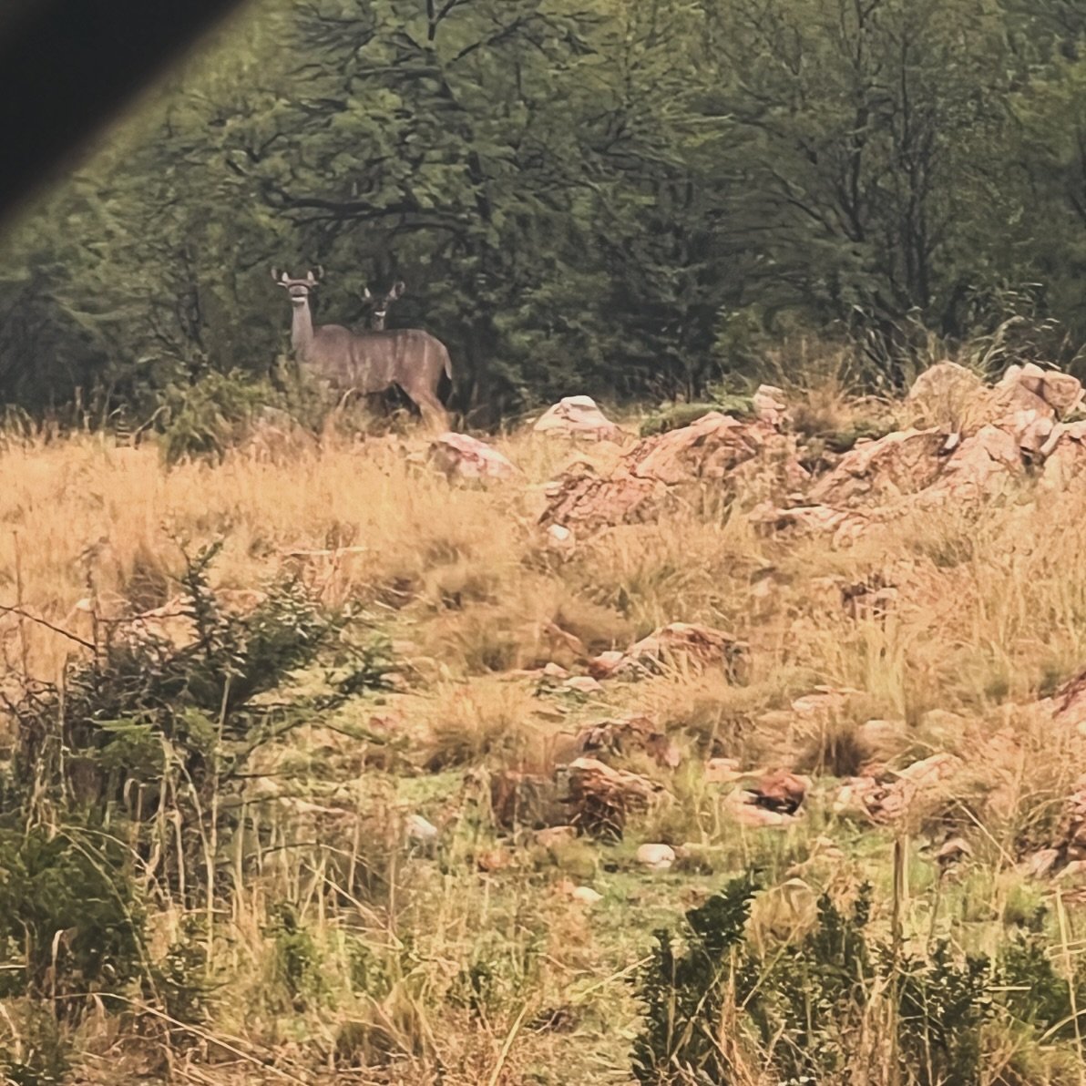 Some wildlife siting this morning on the farm. 

#kudus #wildlife #southafrica