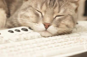 Settle in with a nice cat, a glass of wine and a long read of questions whose answers you have probably already heard.