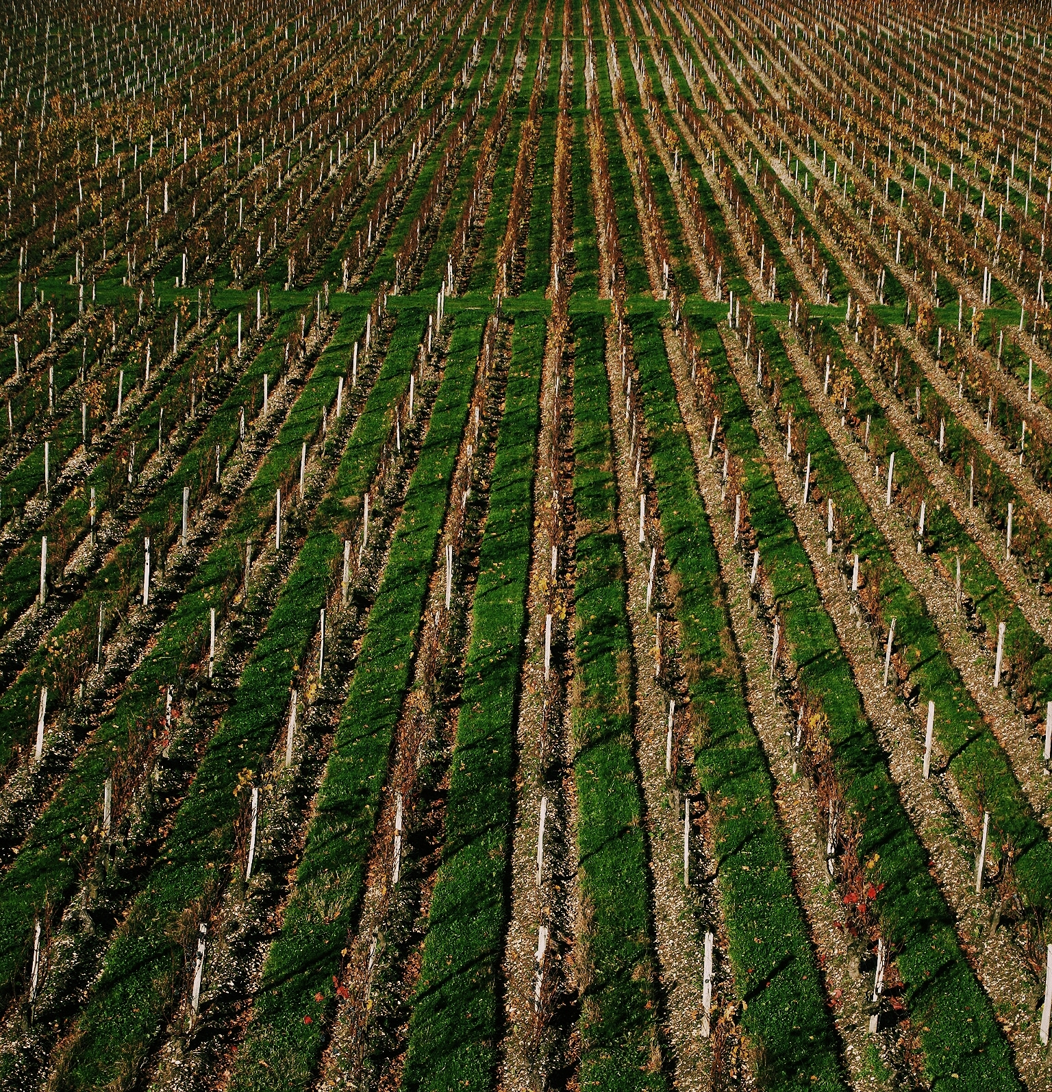  Glorious monoculture...